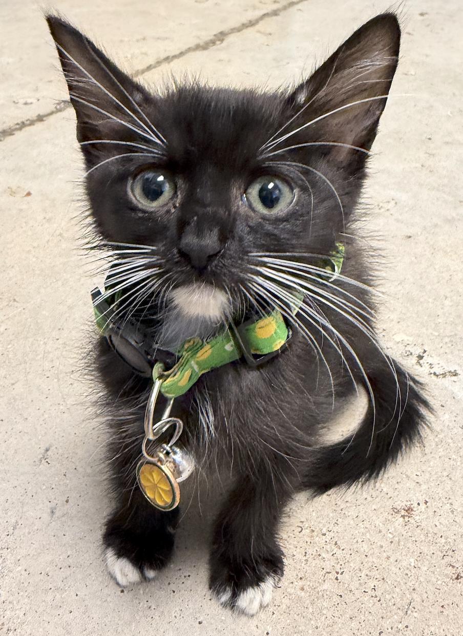 Enlarge ReRe, a Adoptable Domestic Short Hair in Round Rock, TX image 4/6