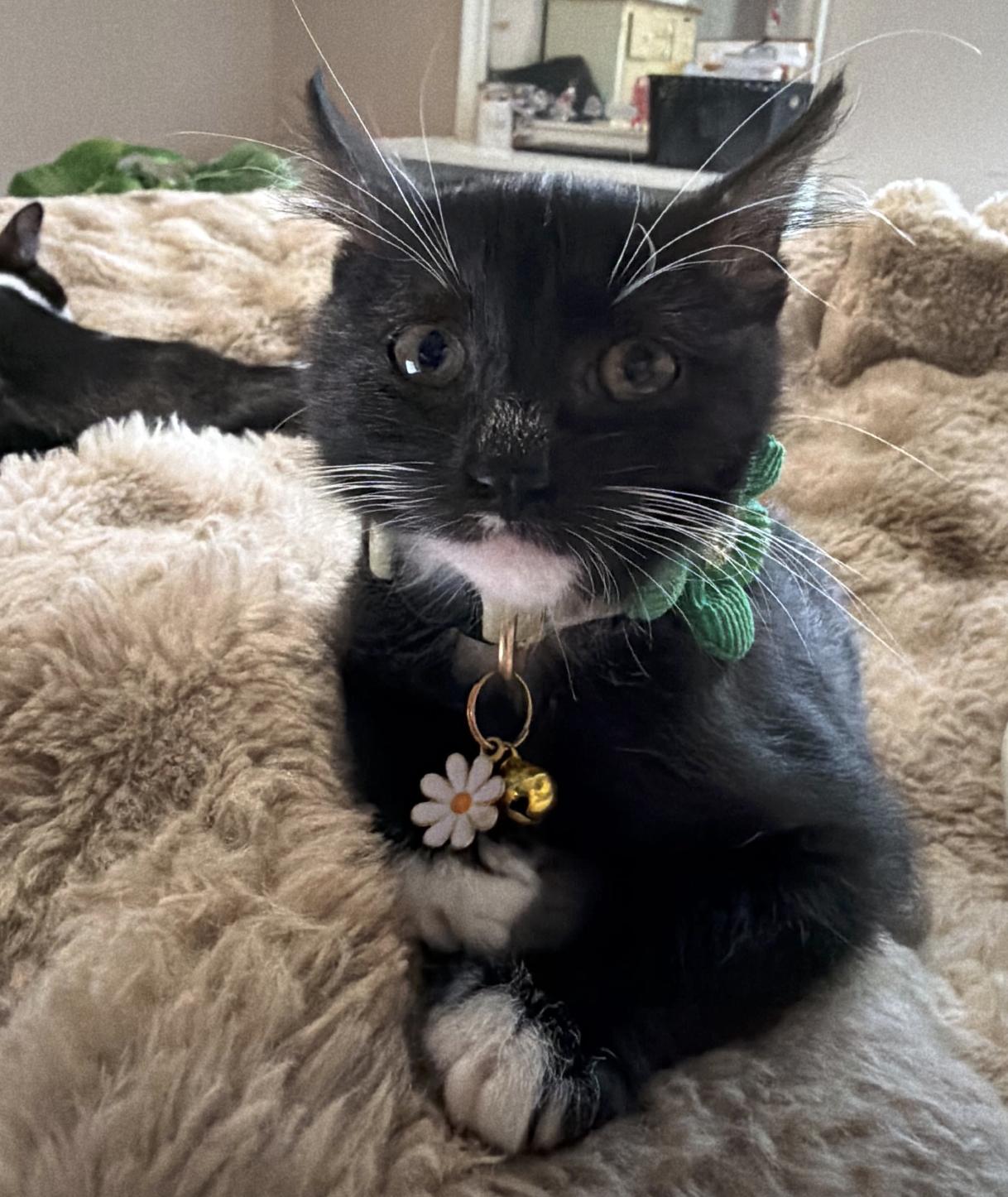 ReRe, Adoptable, Kitten Female Domestic Short Hair.