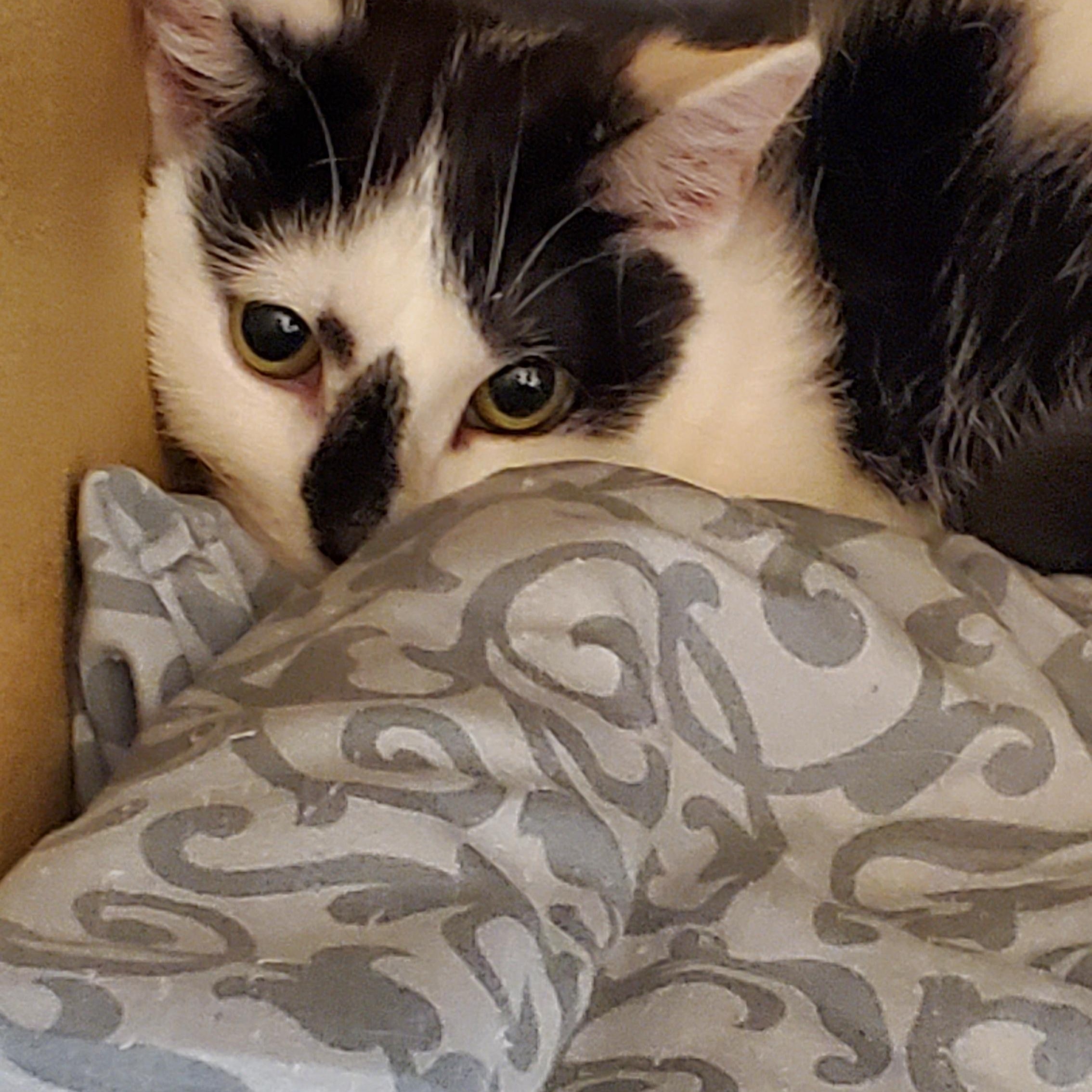 Enlarge Ellie, a ADOPTABLE Domestic Short Hair in Muncie, IN image 1/2