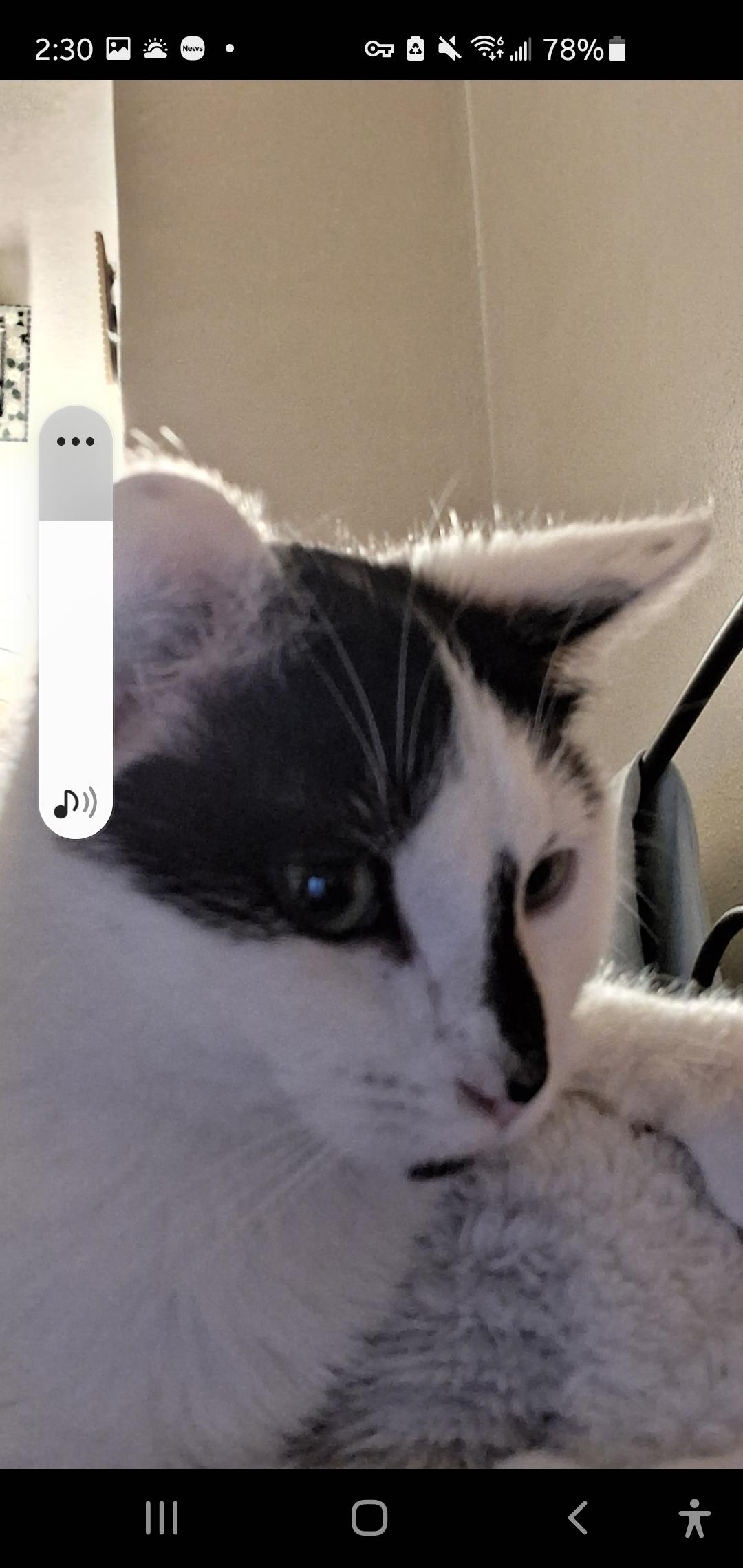 Enlarge Ellie, a ADOPTABLE Domestic Short Hair in Muncie, IN image 2/2