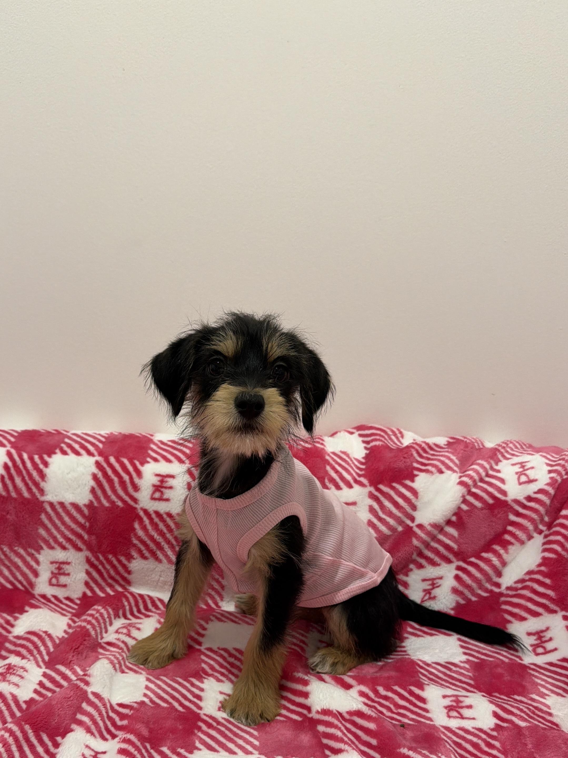 Latte, Adoptable, Puppy Female Schnoodle & Chiweenie.