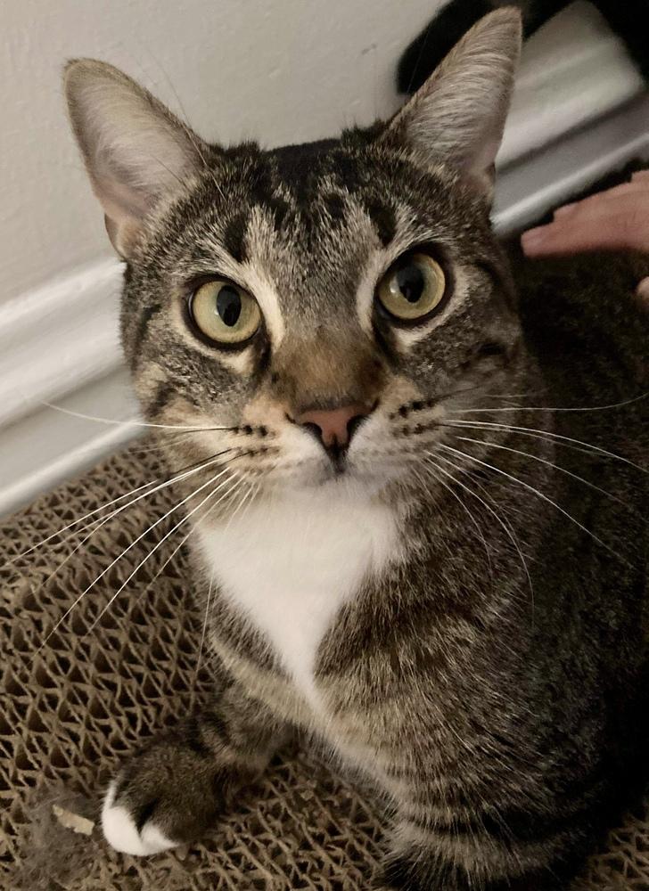 Enlarge Mazikeen, a Adoptable mixed breed in Chicago, IL image 1/5