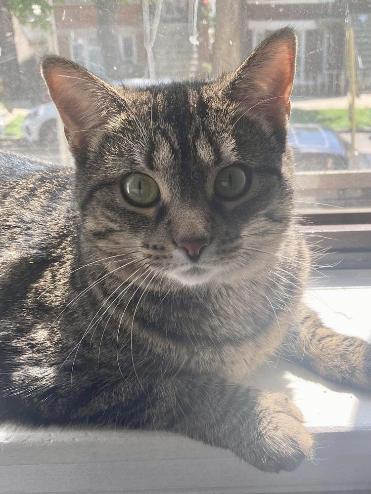 Enlarge Mazikeen, a Adoptable mixed breed in Chicago, IL image 2/5