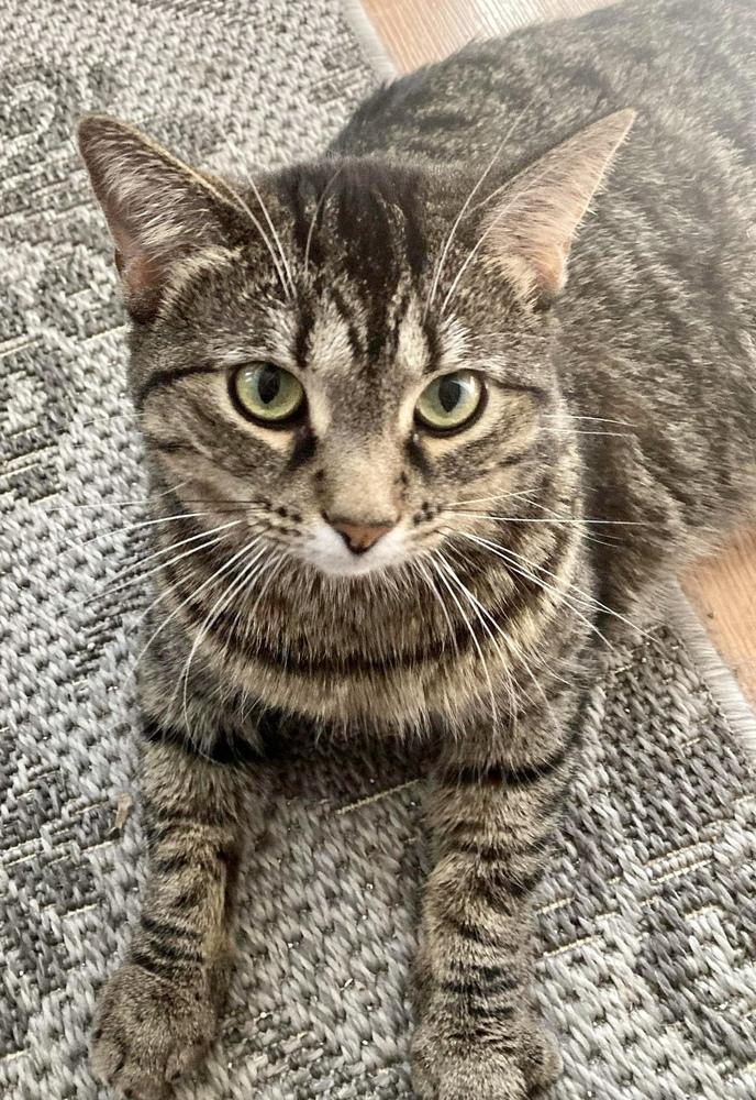 Enlarge Mazikeen, a Adoptable mixed breed in Chicago, IL image 3/5