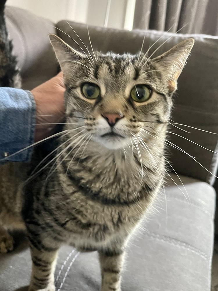 Enlarge Mazikeen, a Adoptable mixed breed in Chicago, IL image 4/5