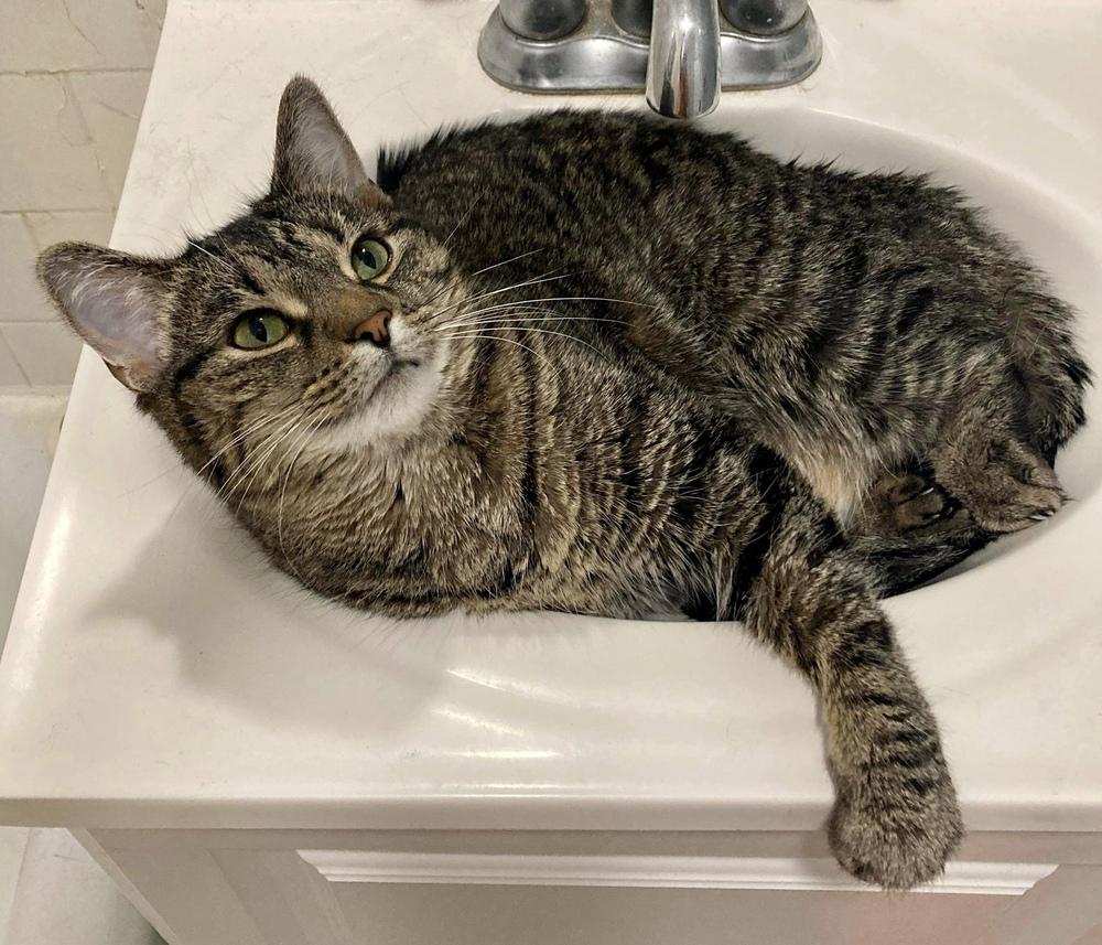 Enlarge Mazikeen, a Adoptable mixed breed in Chicago, IL image 5/5