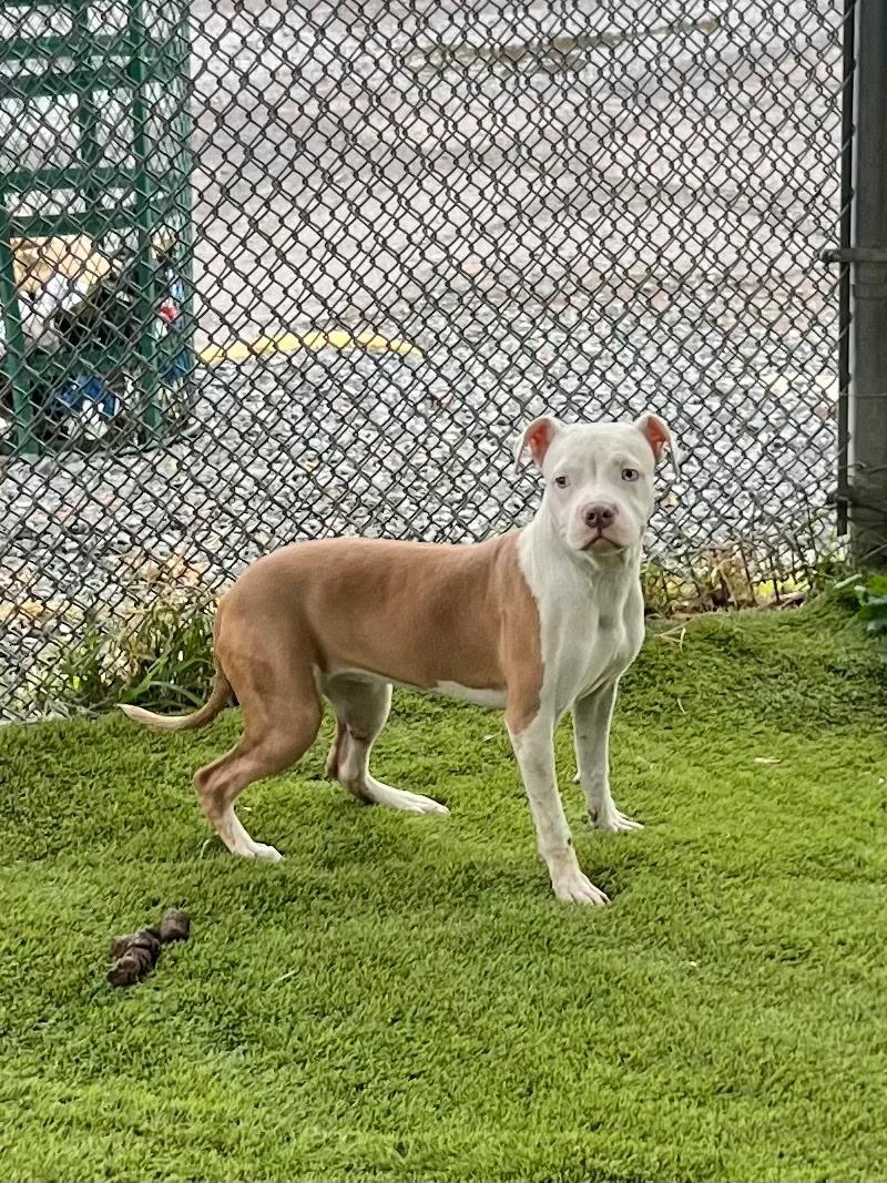 Enlarge California , a ADOPTABLE Pit Bull Terrier in Trenton, NJ image 1/1
