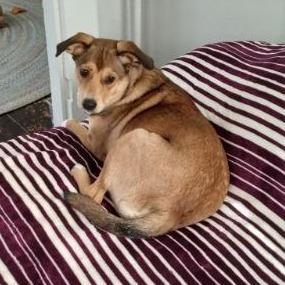 Sister, Adoptable, Adult Female Australian Shepherd & Mixed Breed.