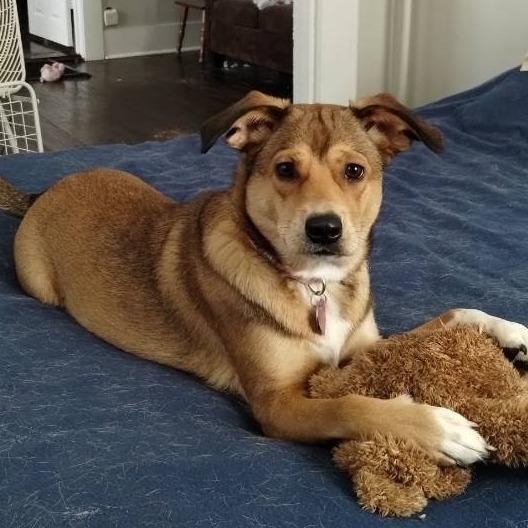 Enlarge Sister, a Adoptable mixed breed in Kingman, KS image 2/3