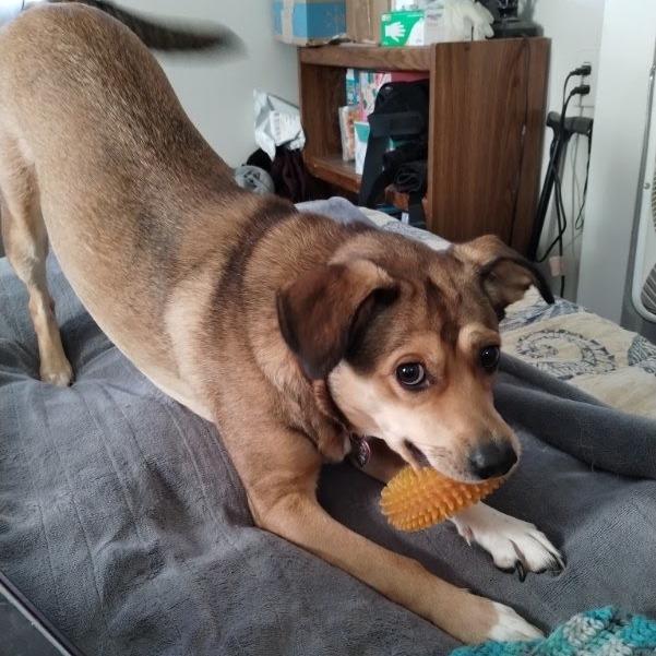 Enlarge Sister, a Adoptable mixed breed in Kingman, KS image 3/3