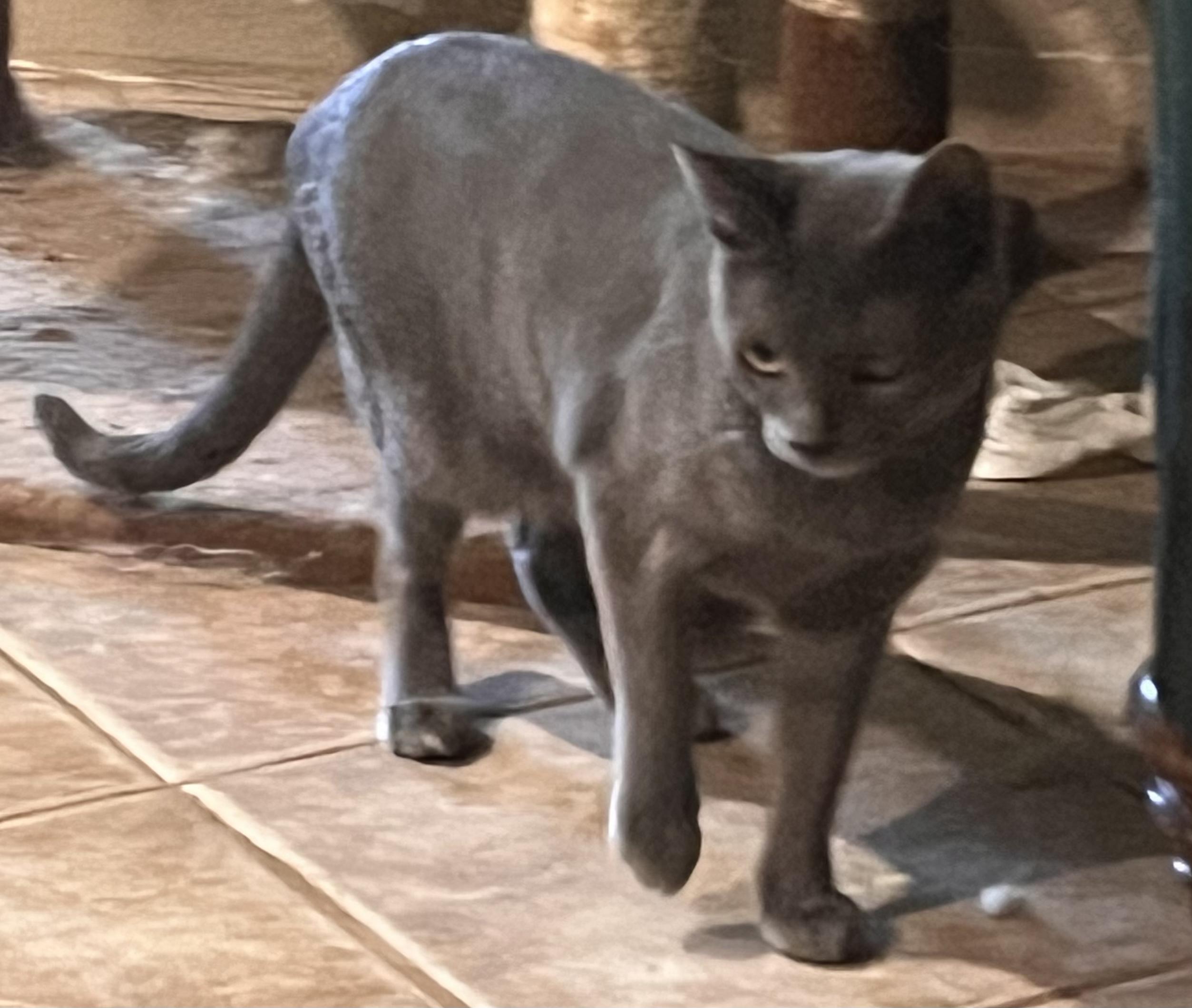 Enlarge Glenda, an adopted mixed breed in Moreno Valley, CA image 1/3