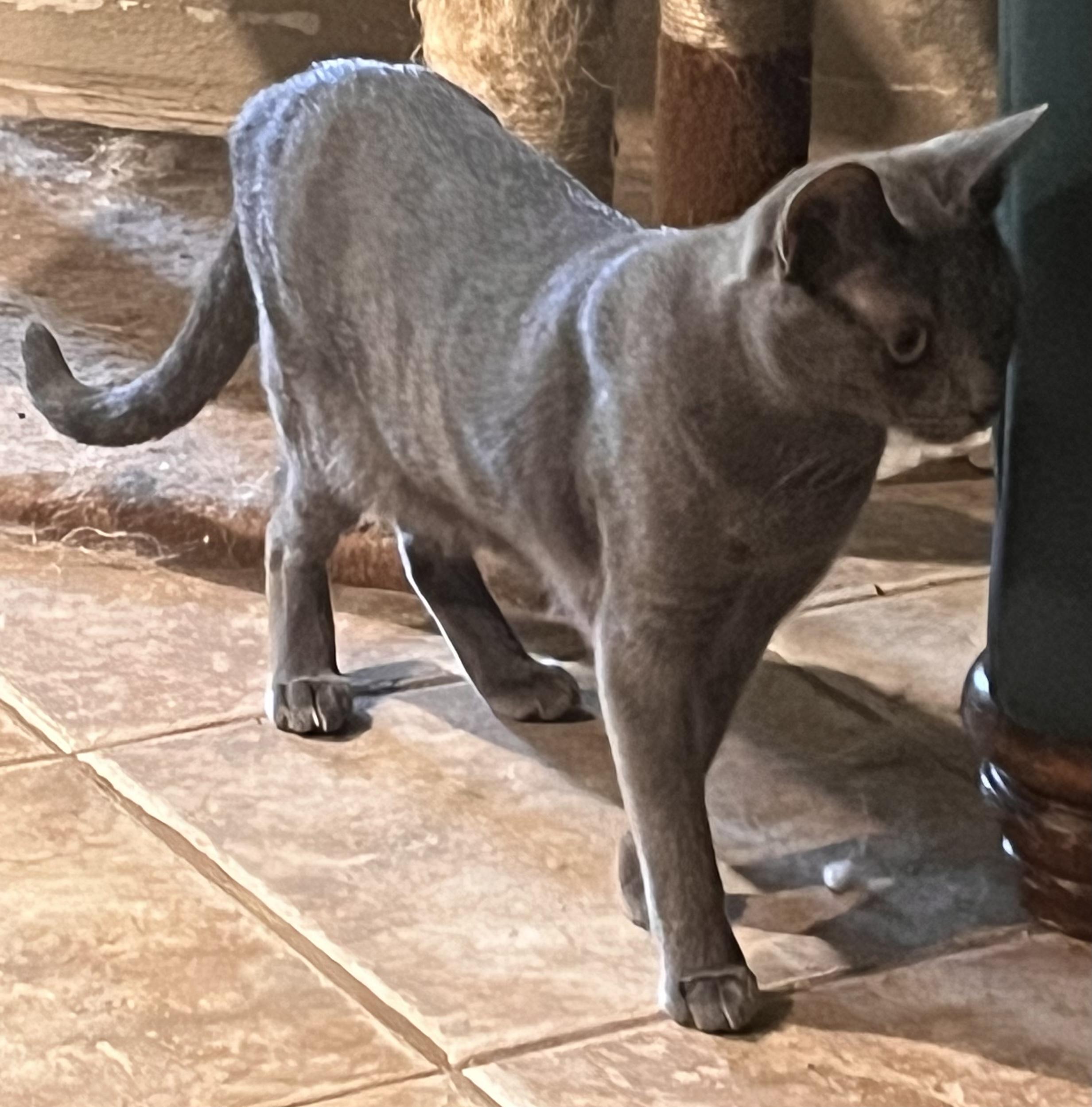 Enlarge Glenda, an adopted mixed breed in Moreno Valley, CA image 2/3