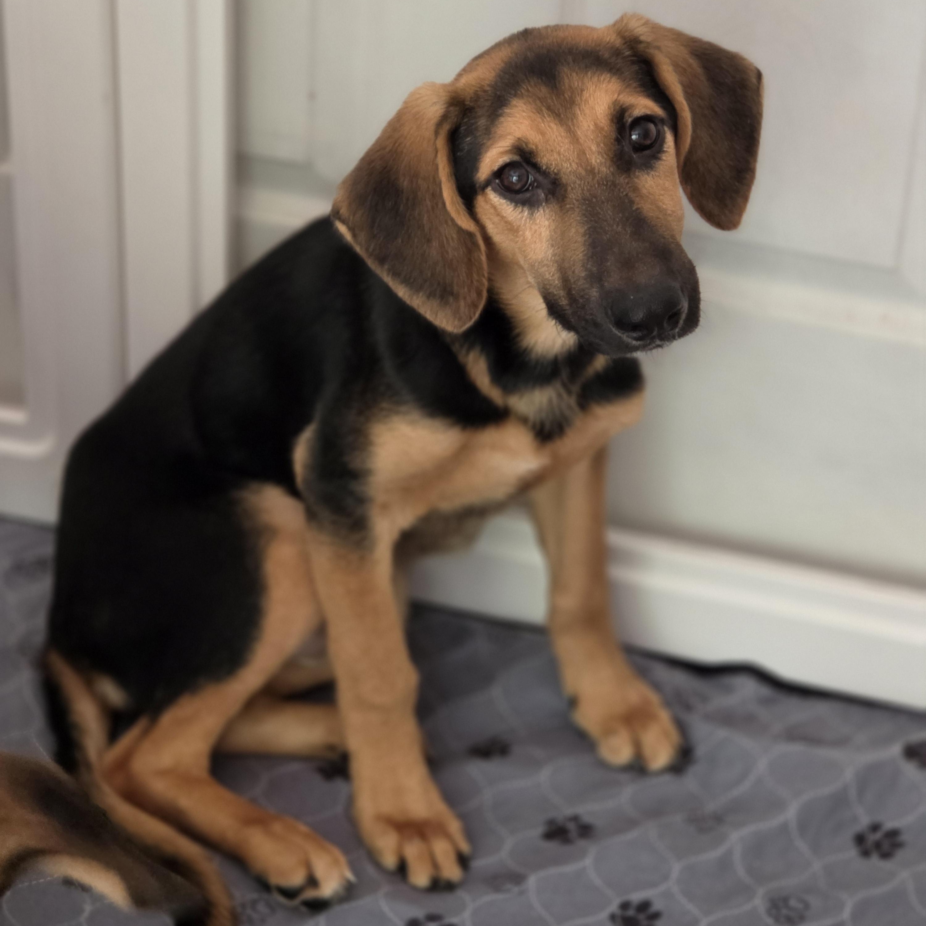Enlarge Whisper, a Adoptable mixed breed in Blairstown, NJ image 2/5