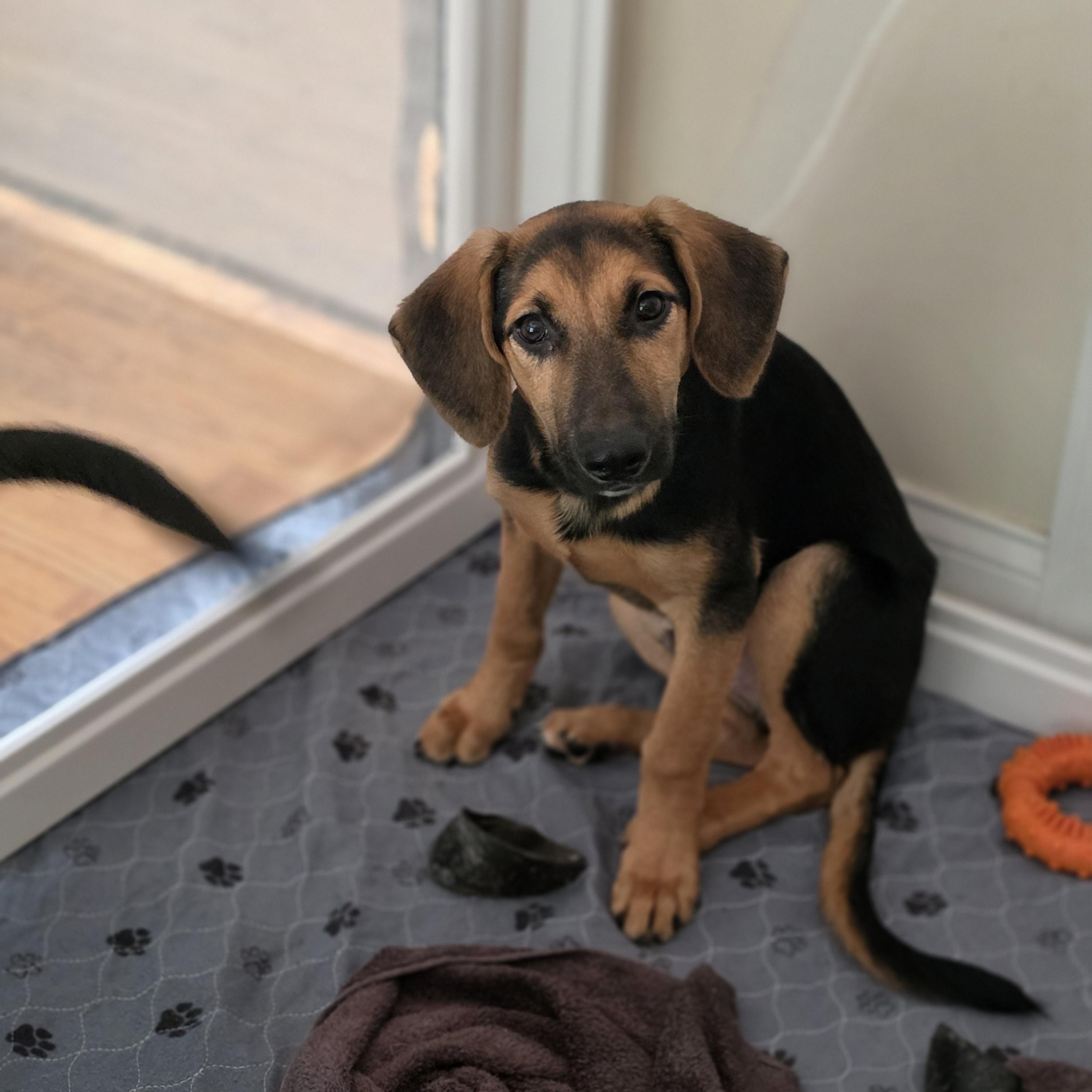 Enlarge Whisper, a Adoptable mixed breed in Blairstown, NJ image 4/5