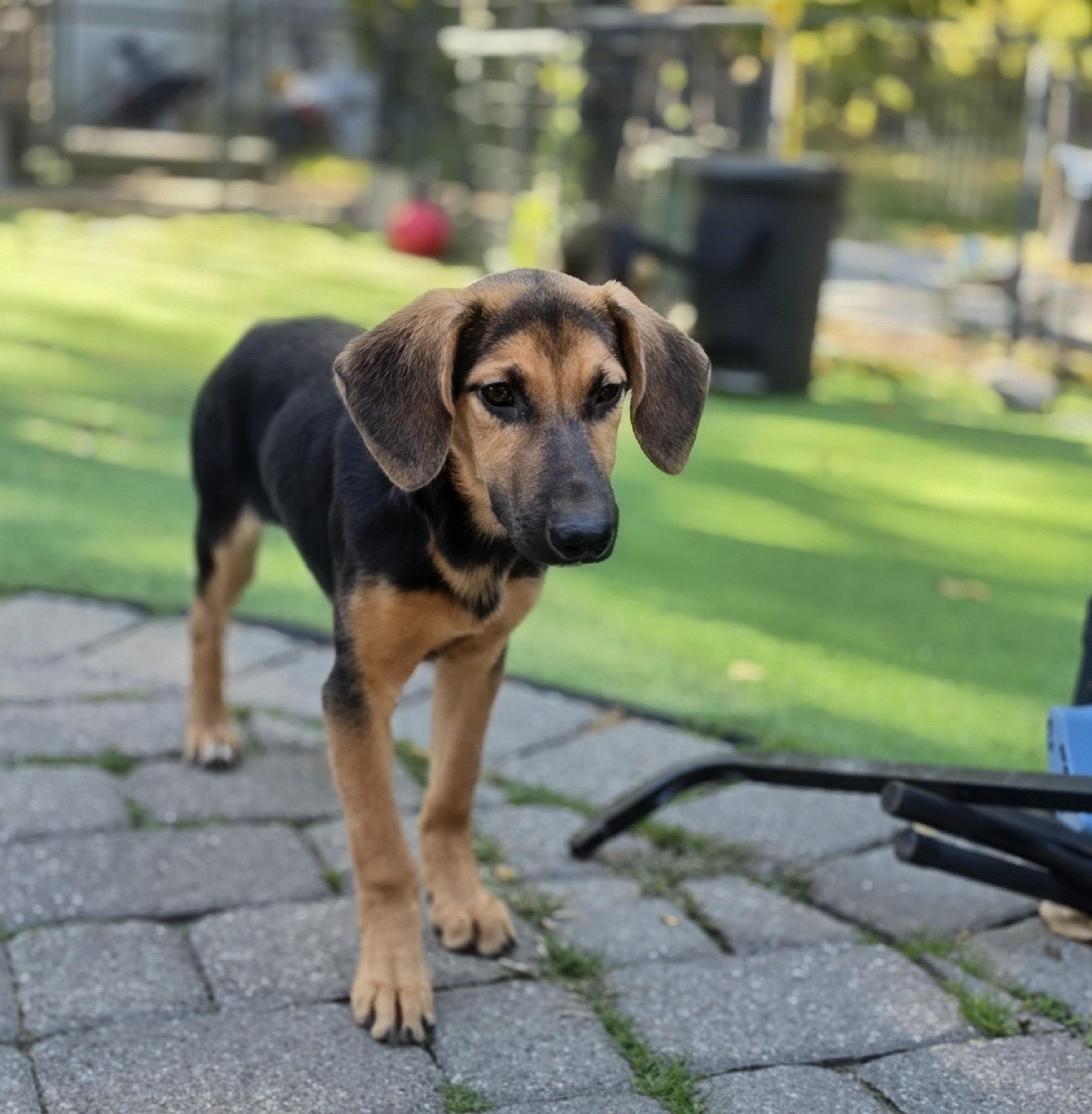 Enlarge Whisper, a Adoptable mixed breed in Blairstown, NJ image 5/5