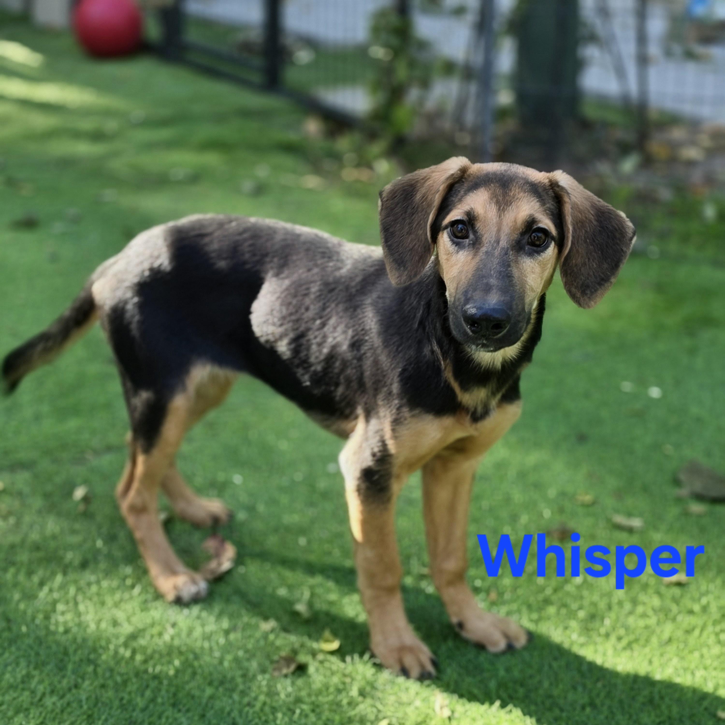 Whisper, Adoptable, Puppy Male Hound & Mixed Breed.