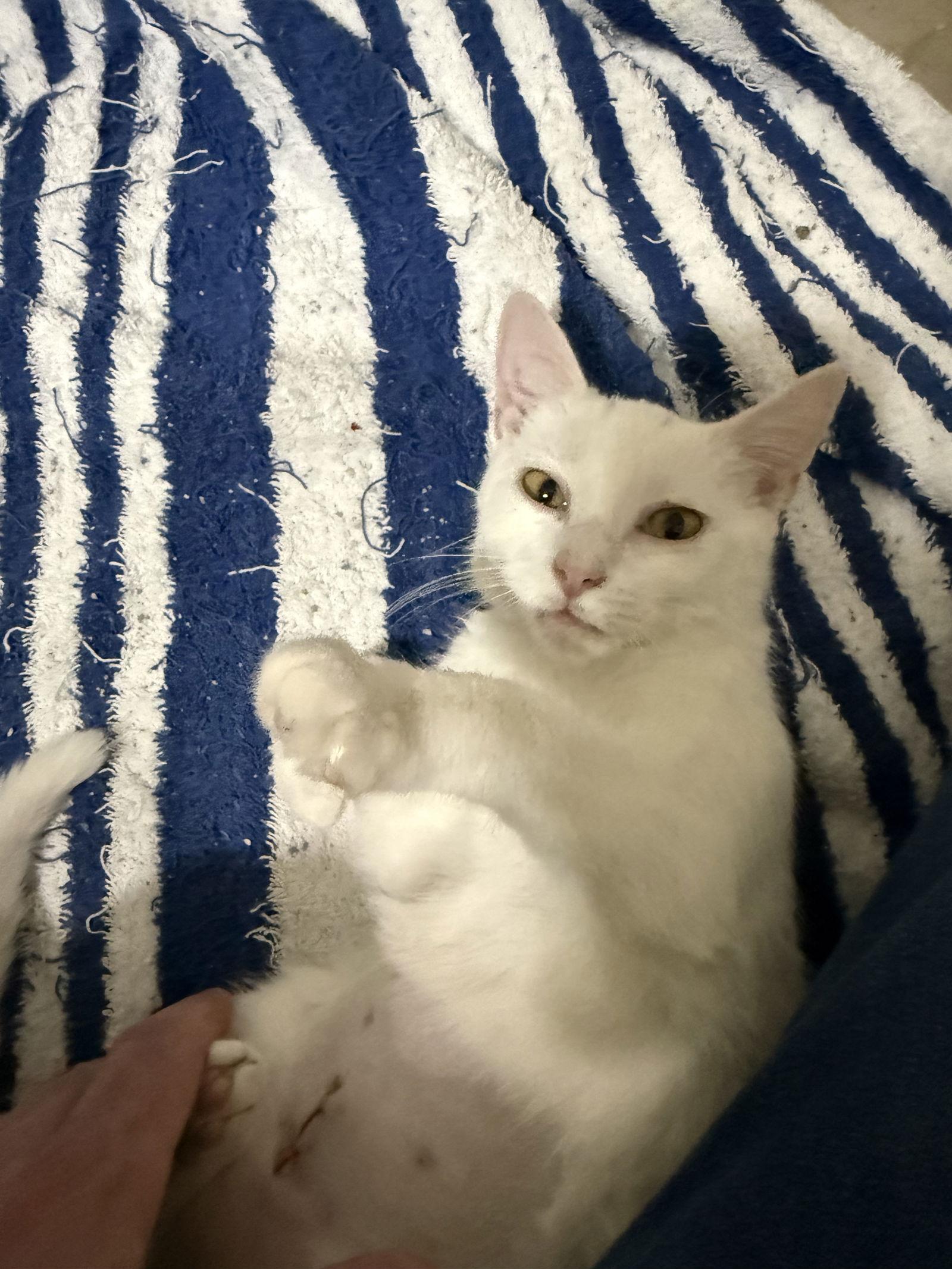 Kiki, Adoptable, Young Female Domestic Short Hair.