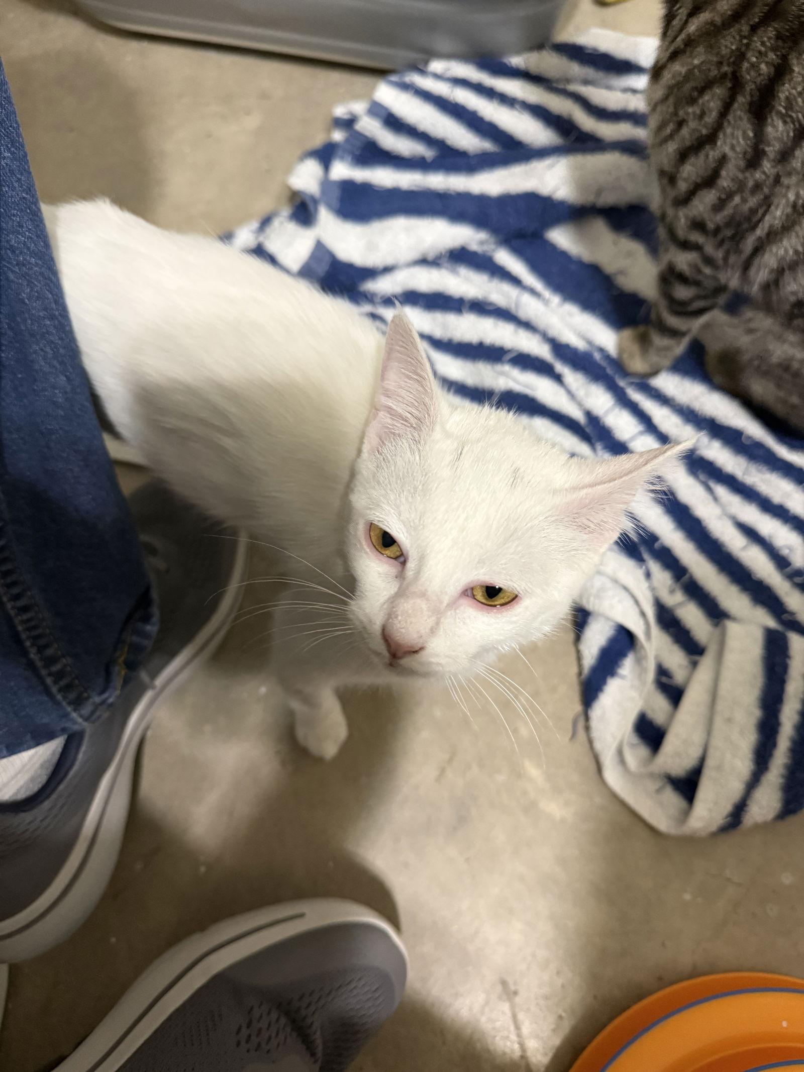 Enlarge Kiki, a Adoptable Domestic Short Hair in Prosper, TX image 2/3