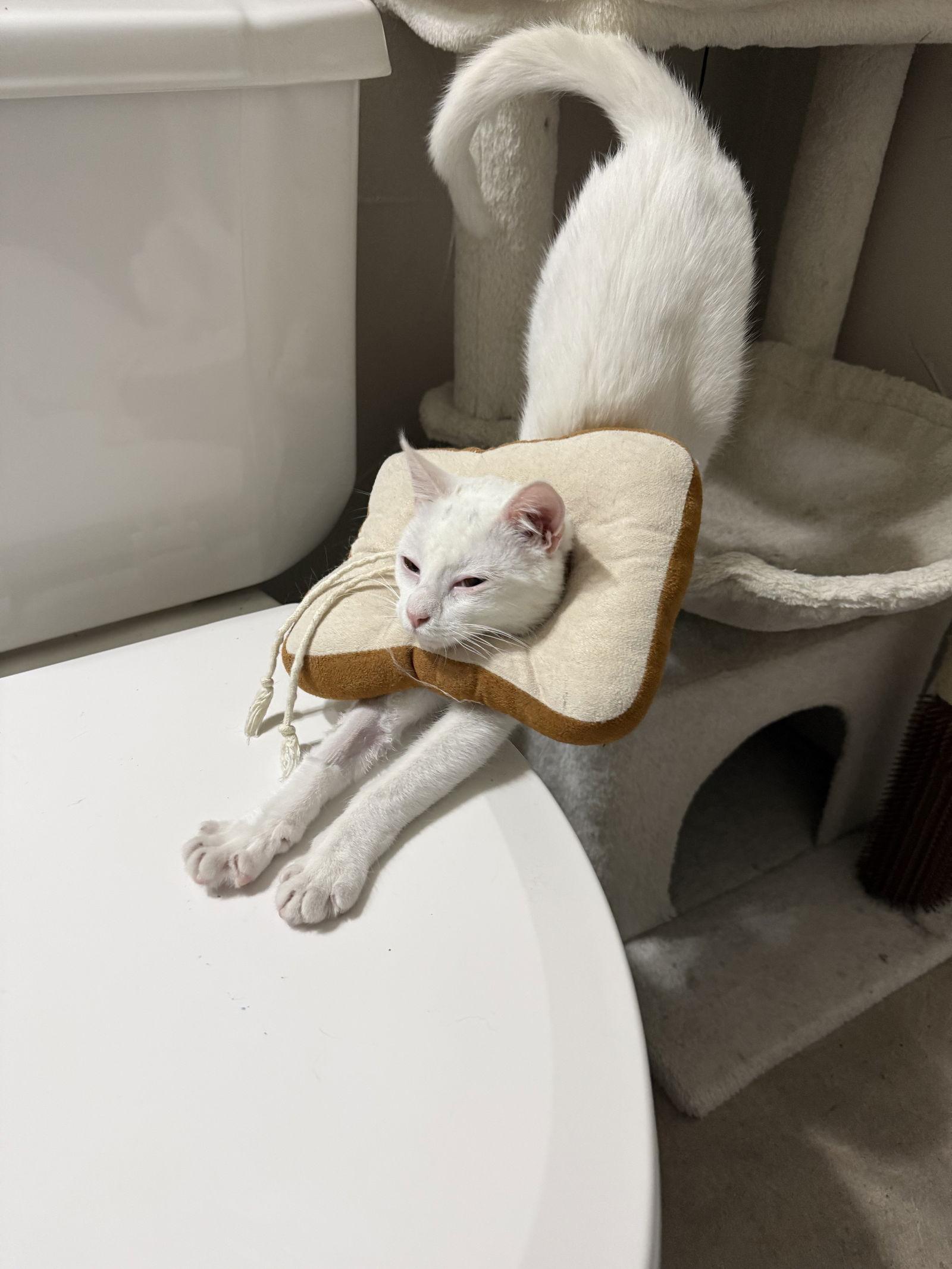 Enlarge Kiki, a Adoptable Domestic Short Hair in Prosper, TX image 3/3