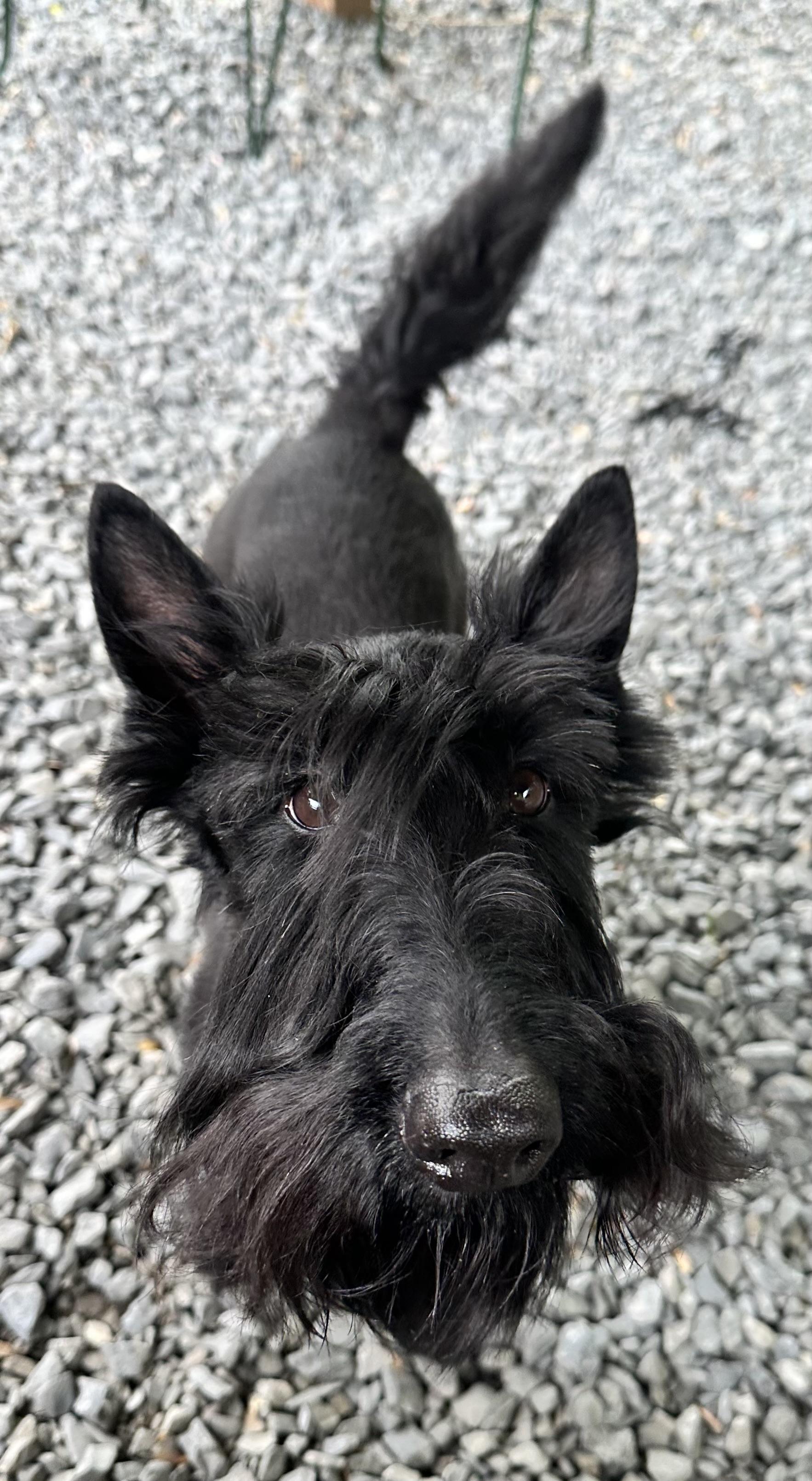 Enlarge Murdoch, an adopted Scottish Terrier in Silver Spring, MD image 3/3