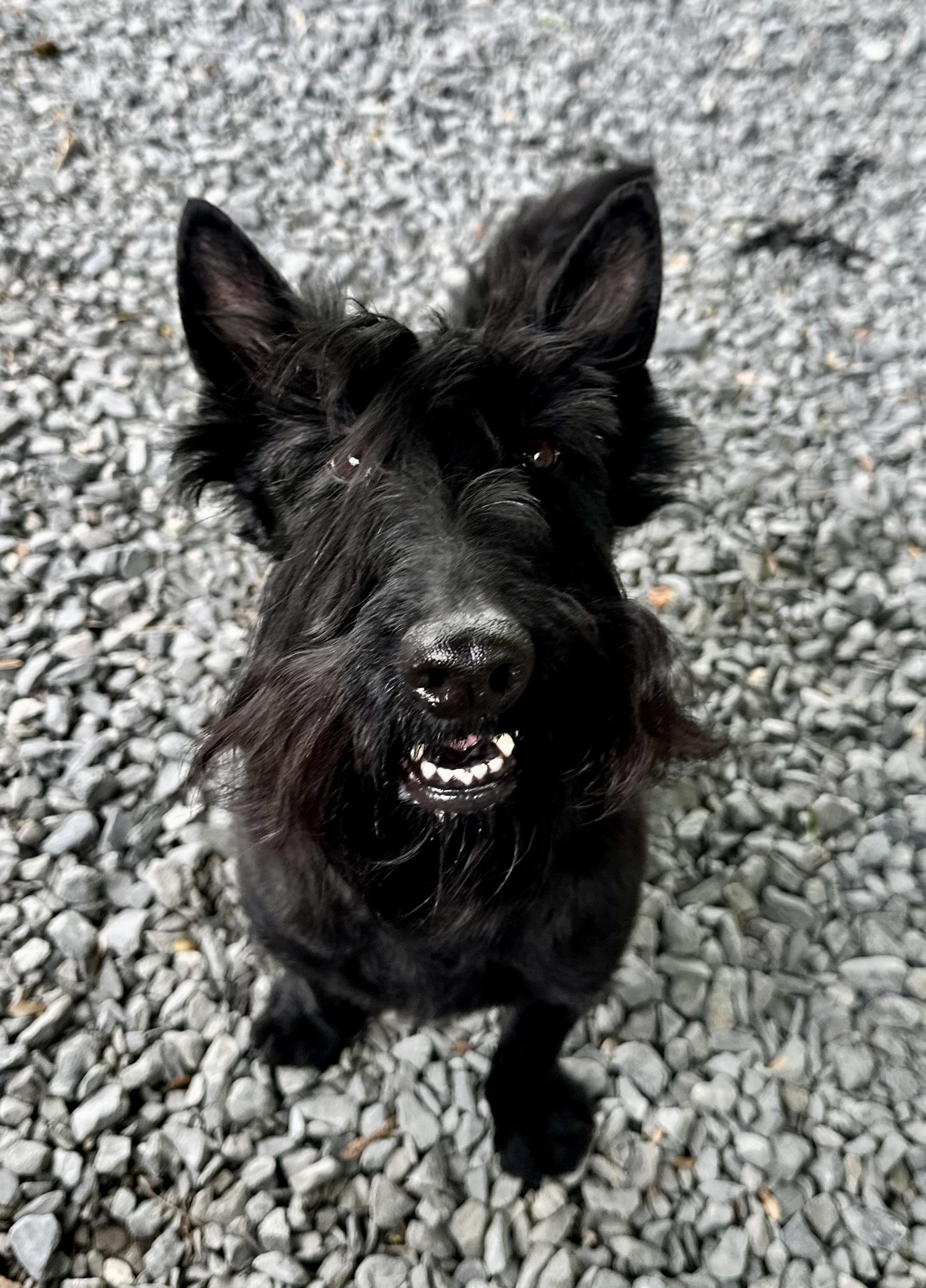 Enlarge Murdoch, an adopted Scottish Terrier in Silver Spring, MD image 2/3