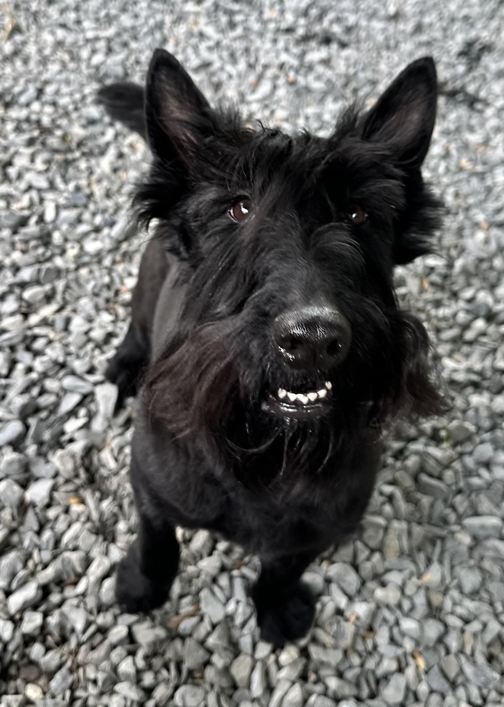 Murdoch, adopted, Adult Male Scottish Terrier.