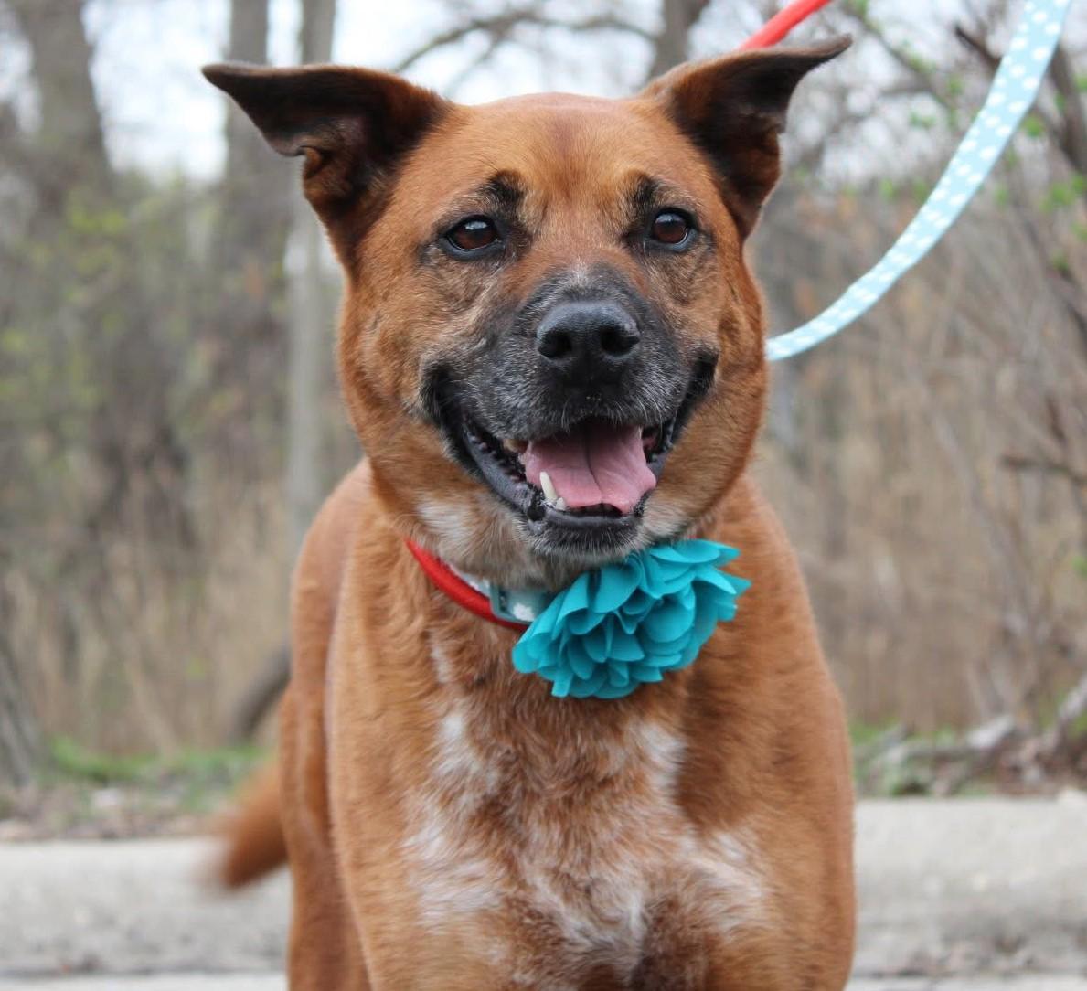 Enlarge Zelda, an adoptable mixed breed in Palatine, IL image 1/5