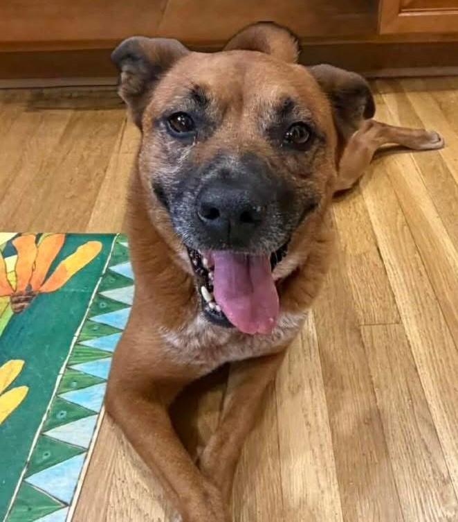 Enlarge Zelda, an adoptable mixed breed in Palatine, IL image 3/5