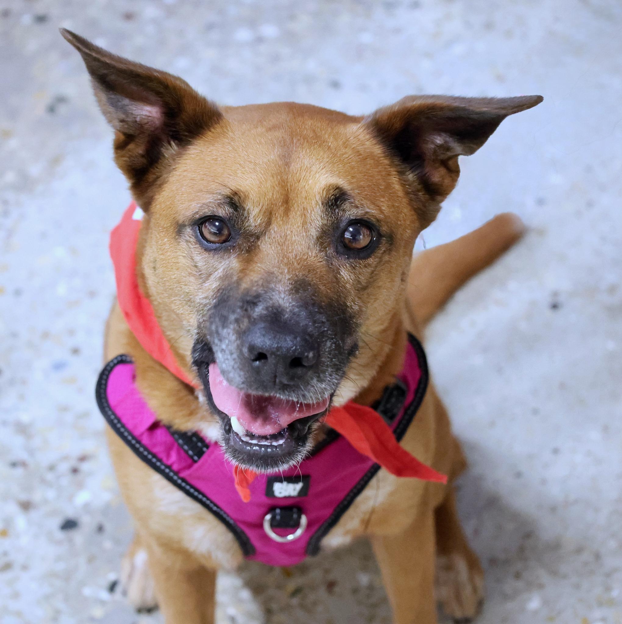 Enlarge Zelda, an adoptable mixed breed in Palatine, IL image 2/5