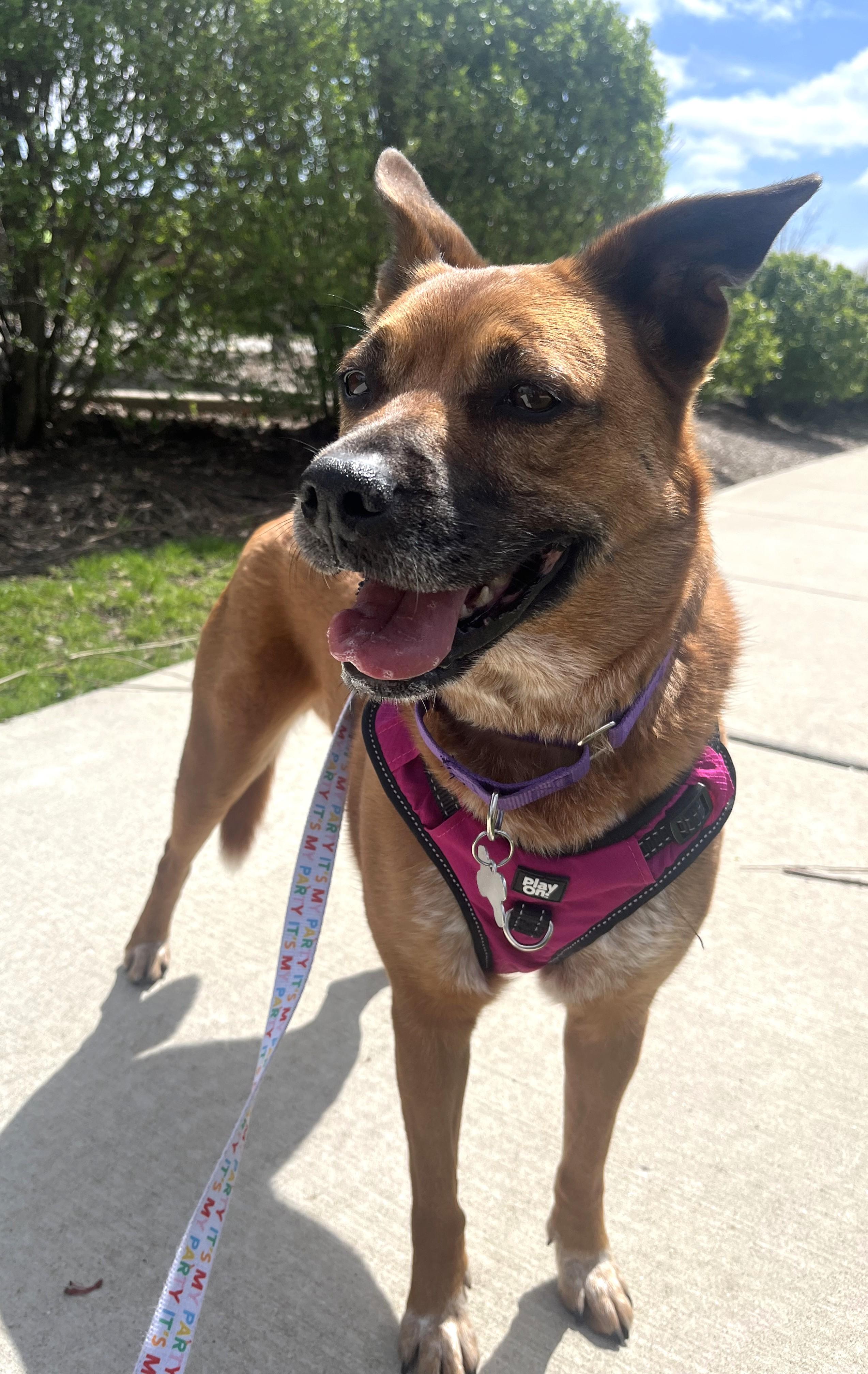 Enlarge Zelda, an adoptable mixed breed in Palatine, IL image 5/5