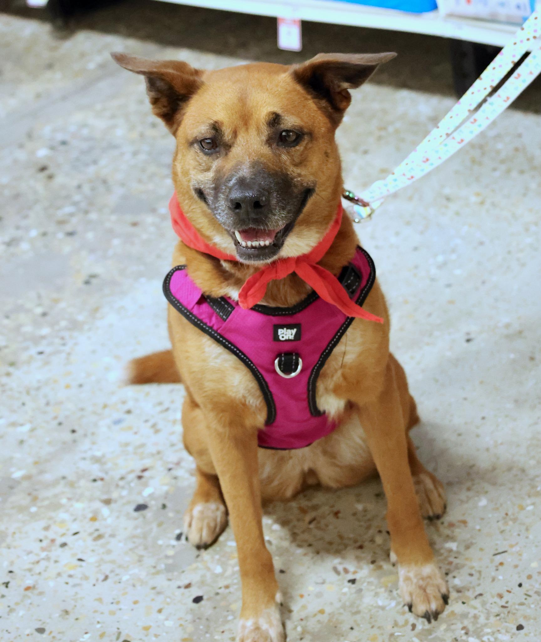 Enlarge Zelda, an adoptable mixed breed in Palatine, IL image 4/5