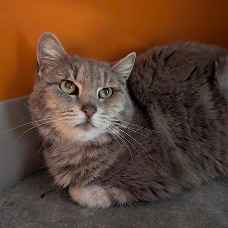 Enlarge Angie, a Adoptable Domestic Short Hair in Bentonville, AR image 1/2