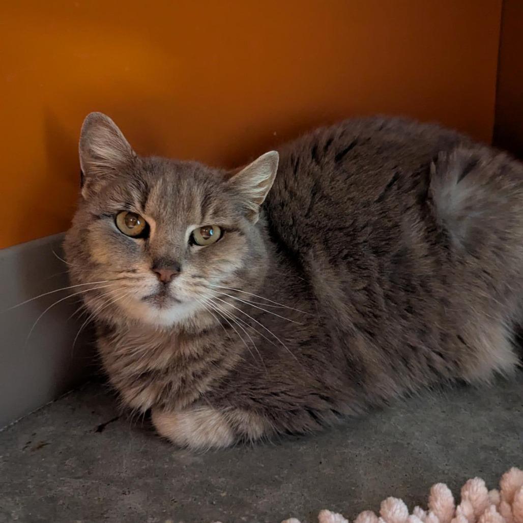 Enlarge Angie, a Adoptable Domestic Short Hair in Bentonville, AR image 2/2