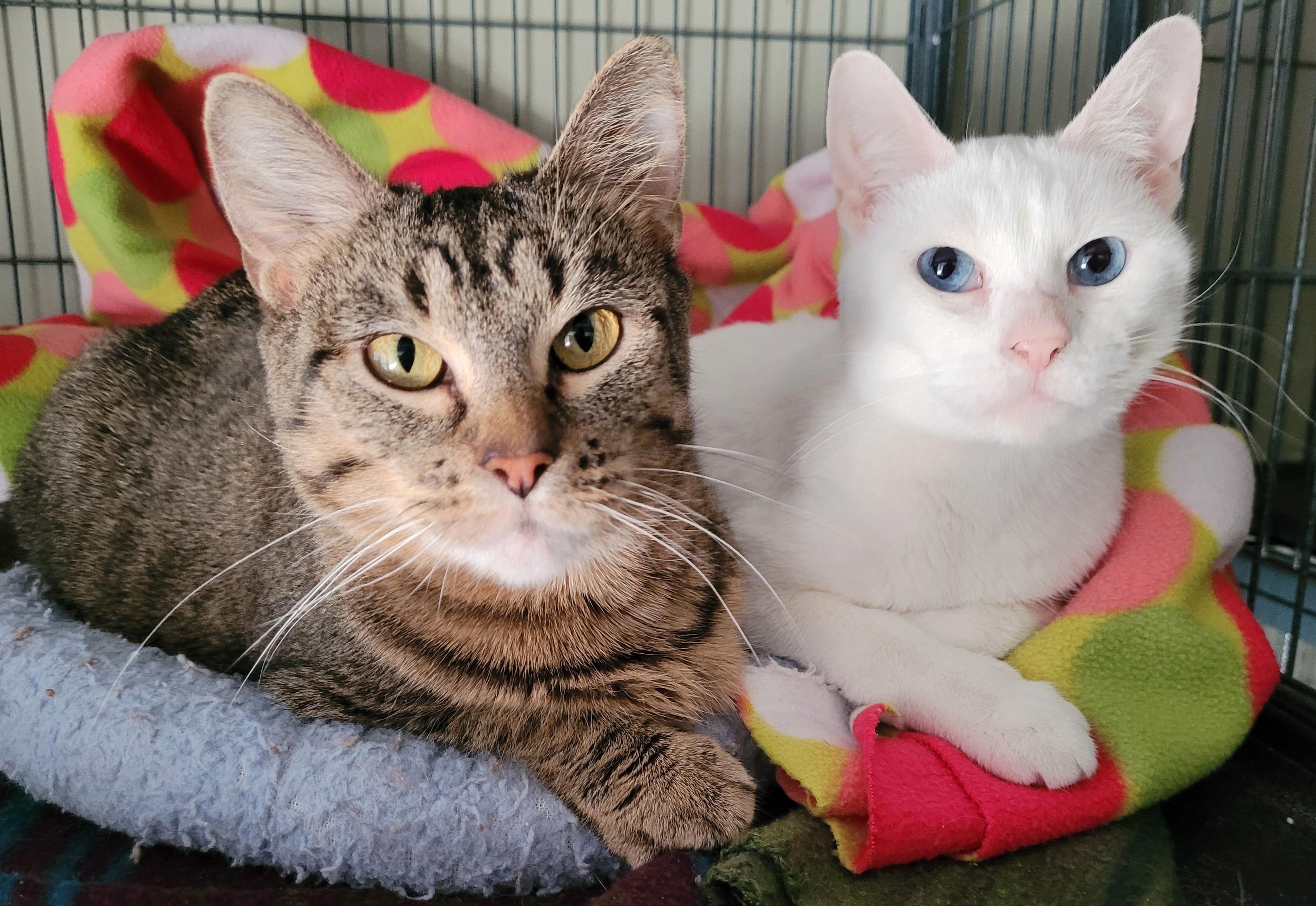 Nemo and Dory, ADOPTABLE, Adult Female Domestic Short Hair.