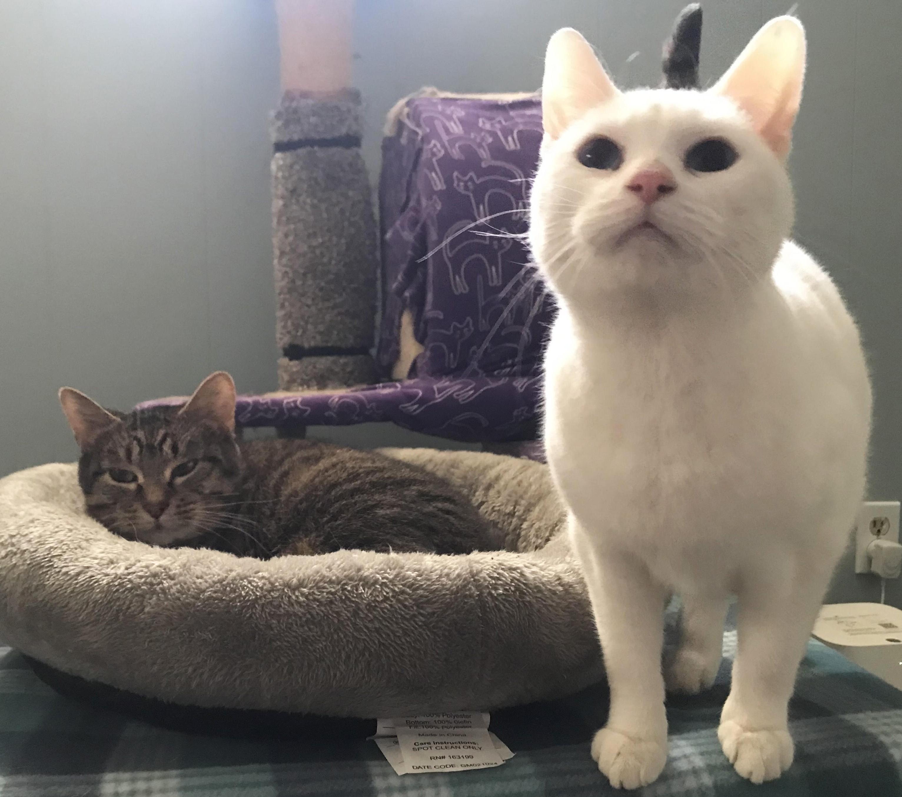 Enlarge Nemo and Dory, a ADOPTABLE Domestic Short Hair in Manhattan, KS image 4/4