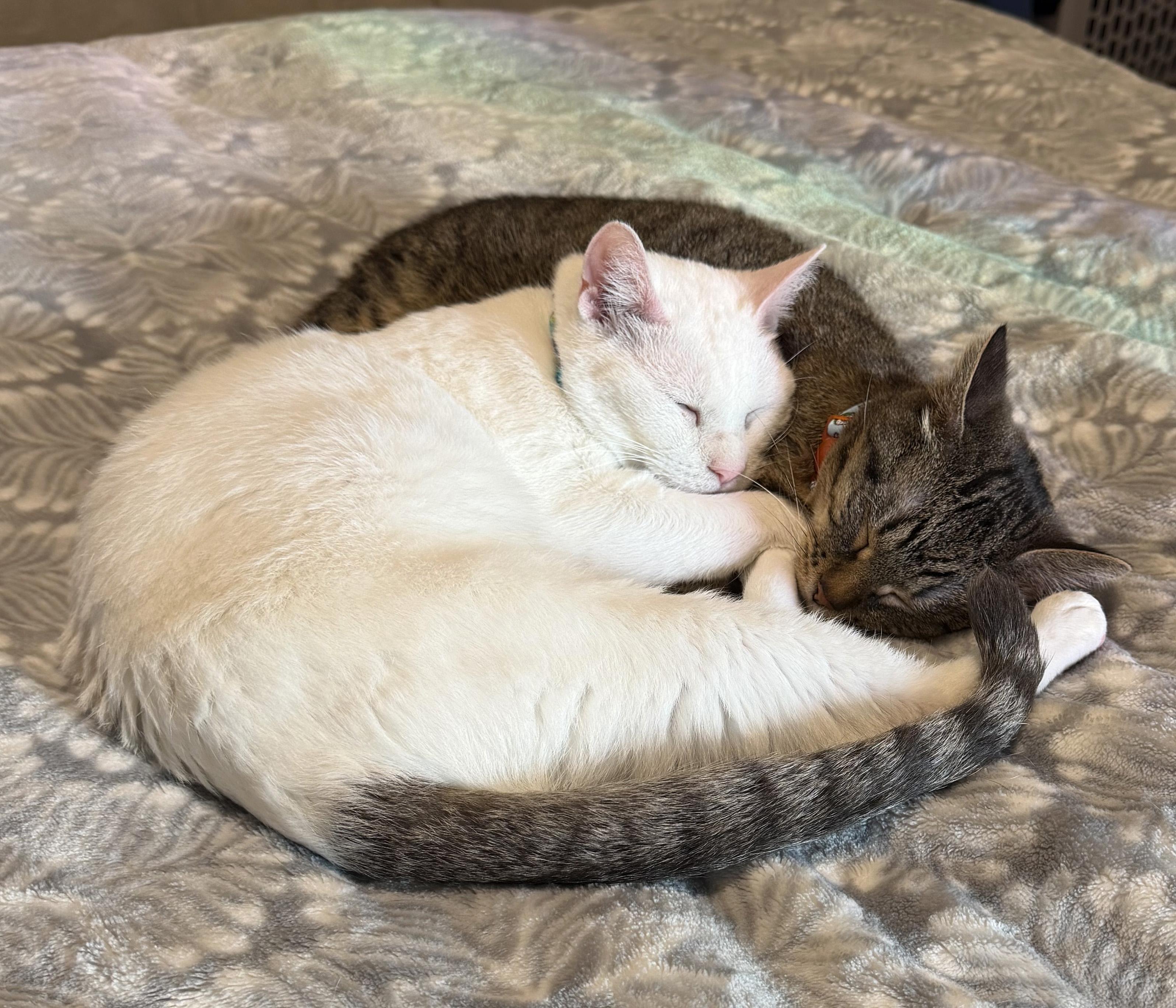 Enlarge Nemo and Dory, a ADOPTABLE Domestic Short Hair in Manhattan, KS image 6/6
