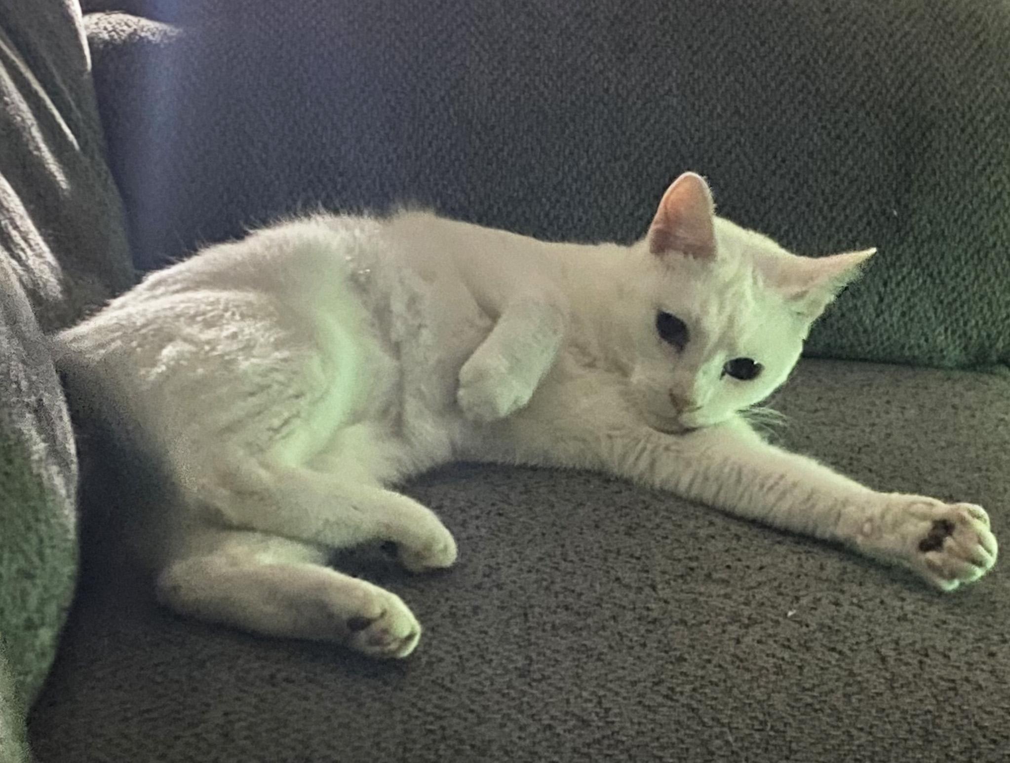 Enlarge Nemo and Dory, a ADOPTABLE Domestic Short Hair in Manhattan, KS image 6/6