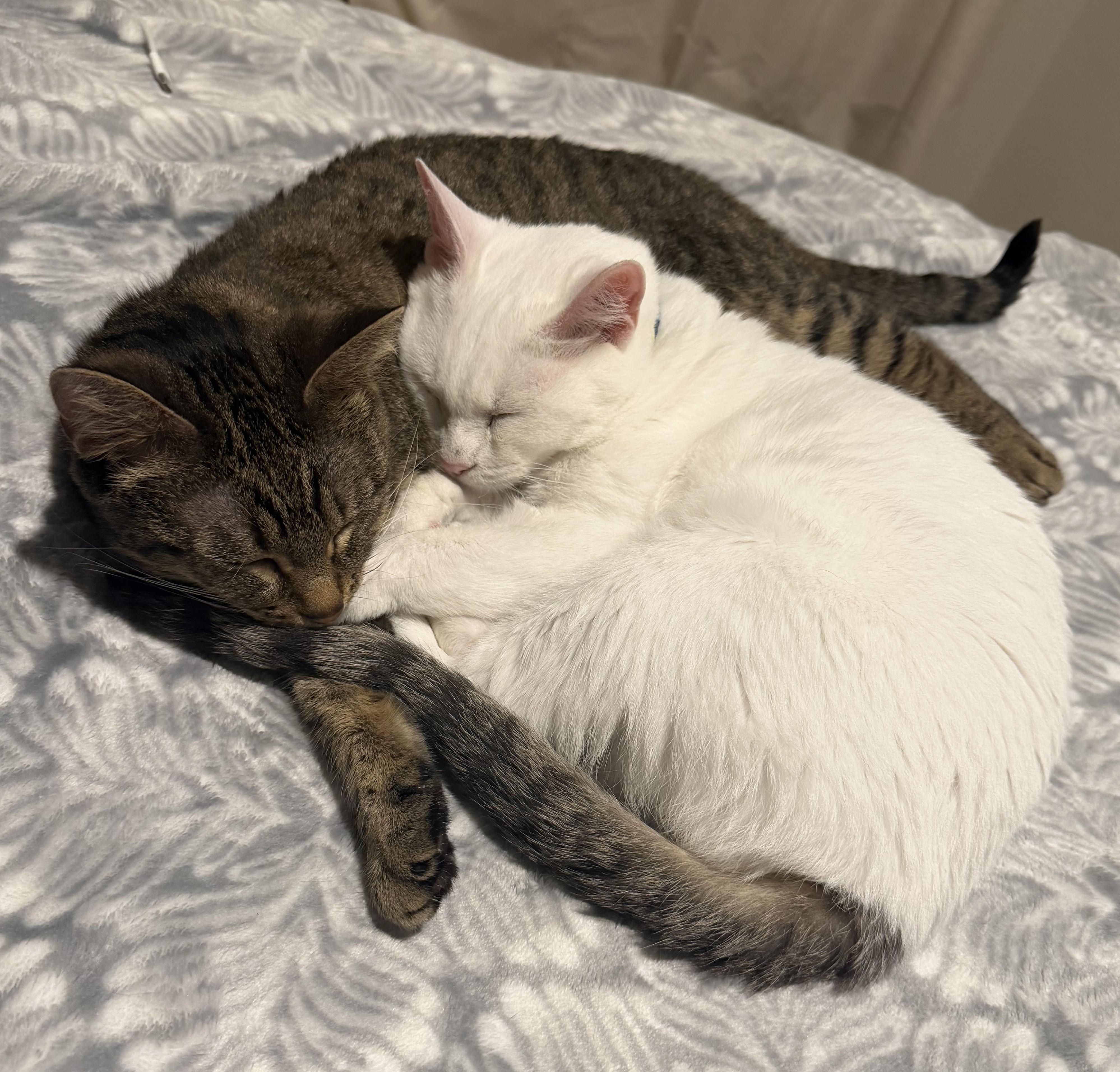 Enlarge Nemo and Dory, a ADOPTABLE Domestic Short Hair in Manhattan, KS image 2/6