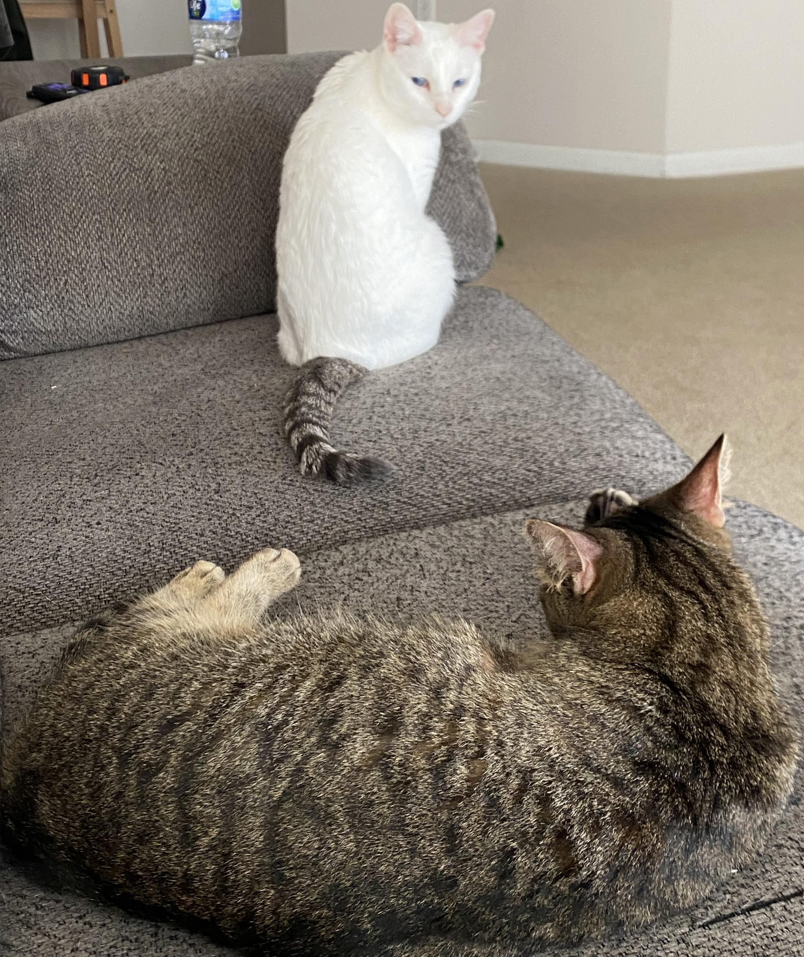 Enlarge Nemo and Dory, a ADOPTABLE Domestic Short Hair in Manhattan, KS image 5/6