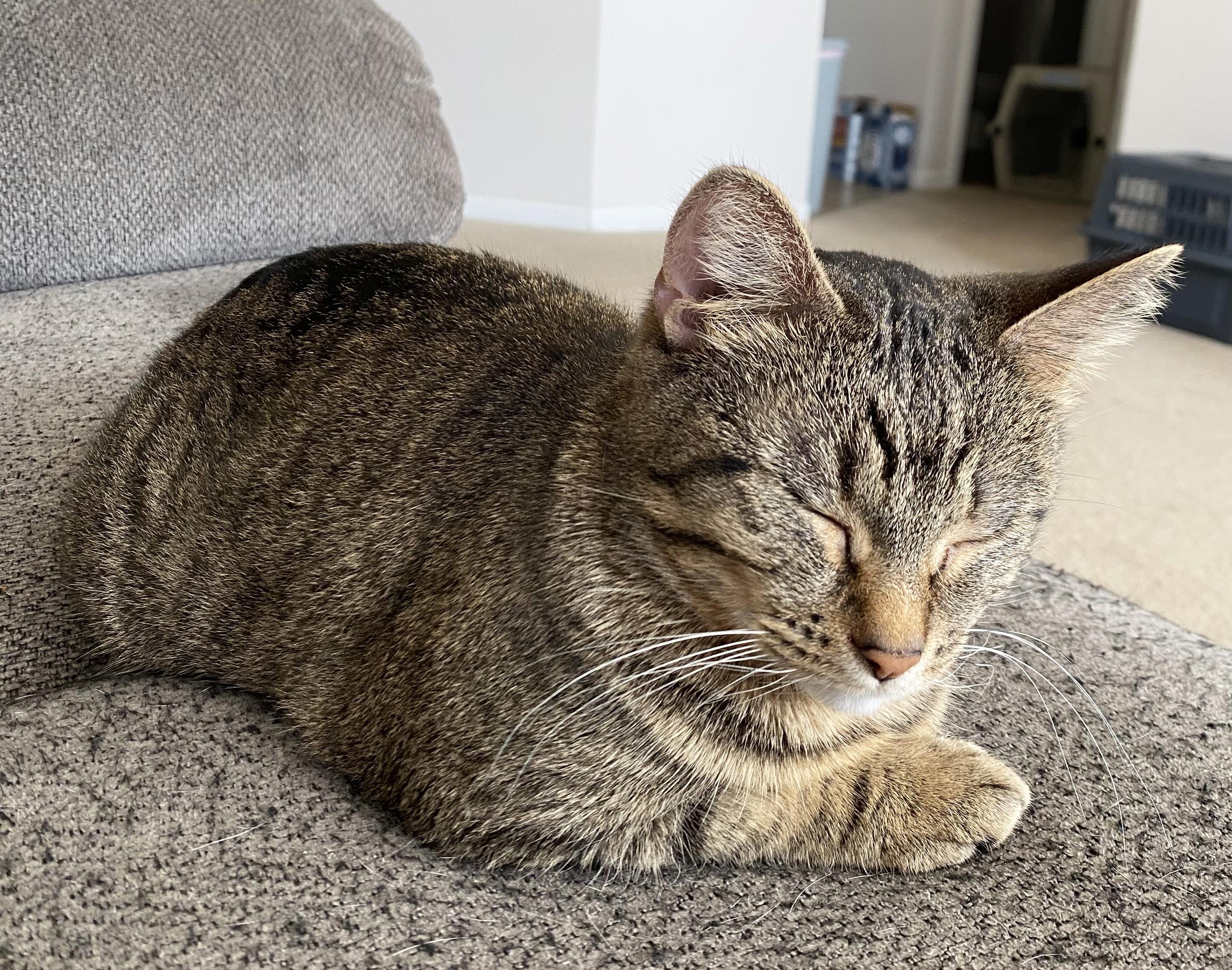 Enlarge Nemo and Dory, a ADOPTABLE Domestic Short Hair in Manhattan, KS image 4/6