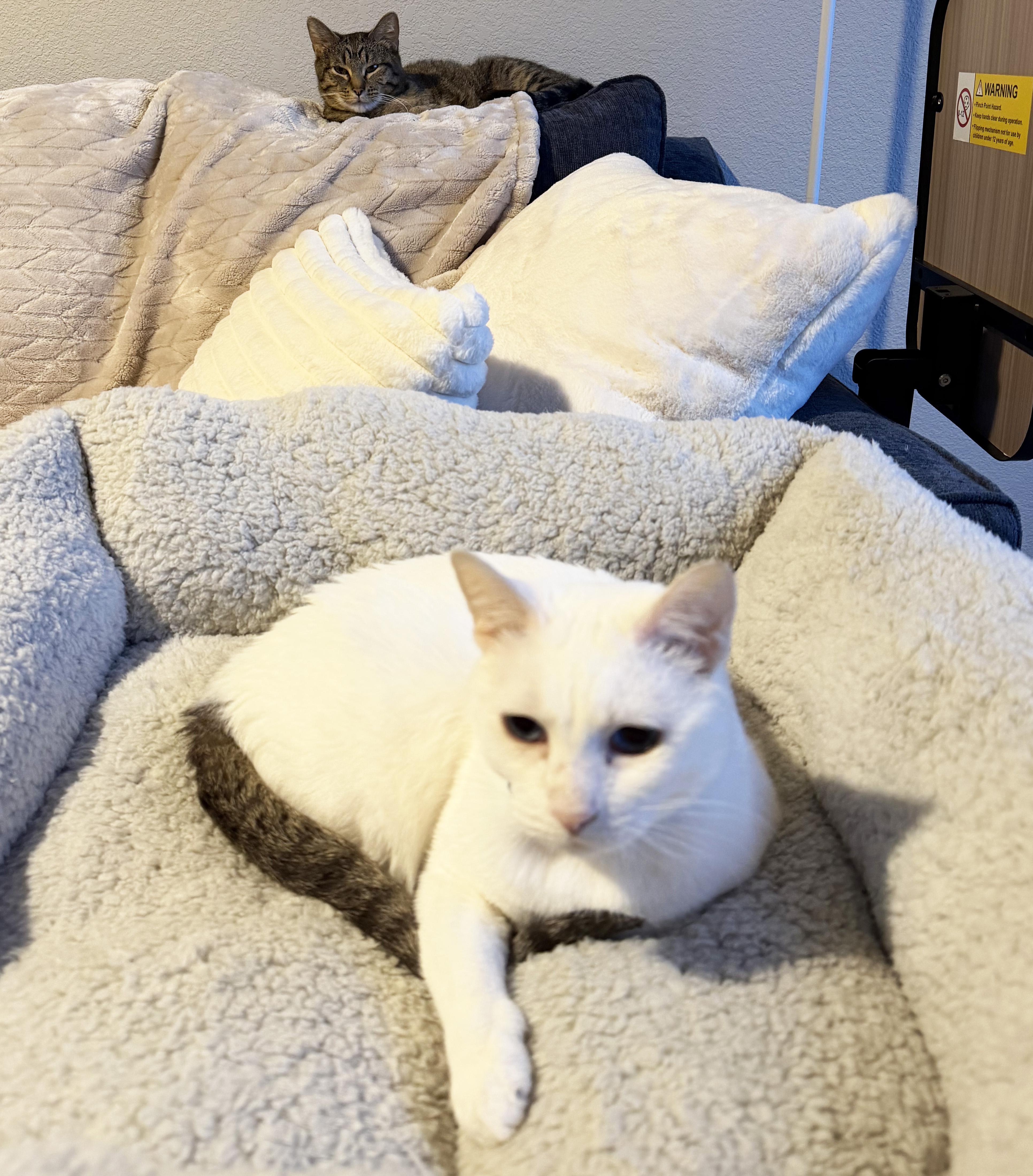 Enlarge Nemo and Dory, a ADOPTABLE Domestic Short Hair in Manhattan, KS image 4/6