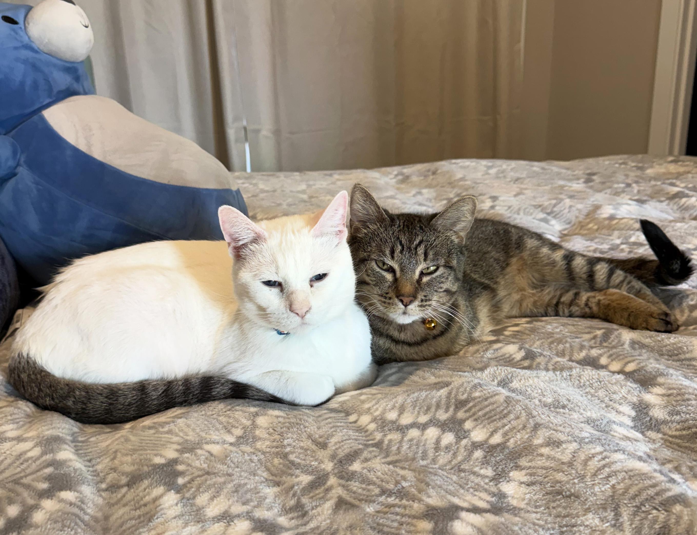 Enlarge Nemo and Dory, a ADOPTABLE Domestic Short Hair in Manhattan, KS image 3/6