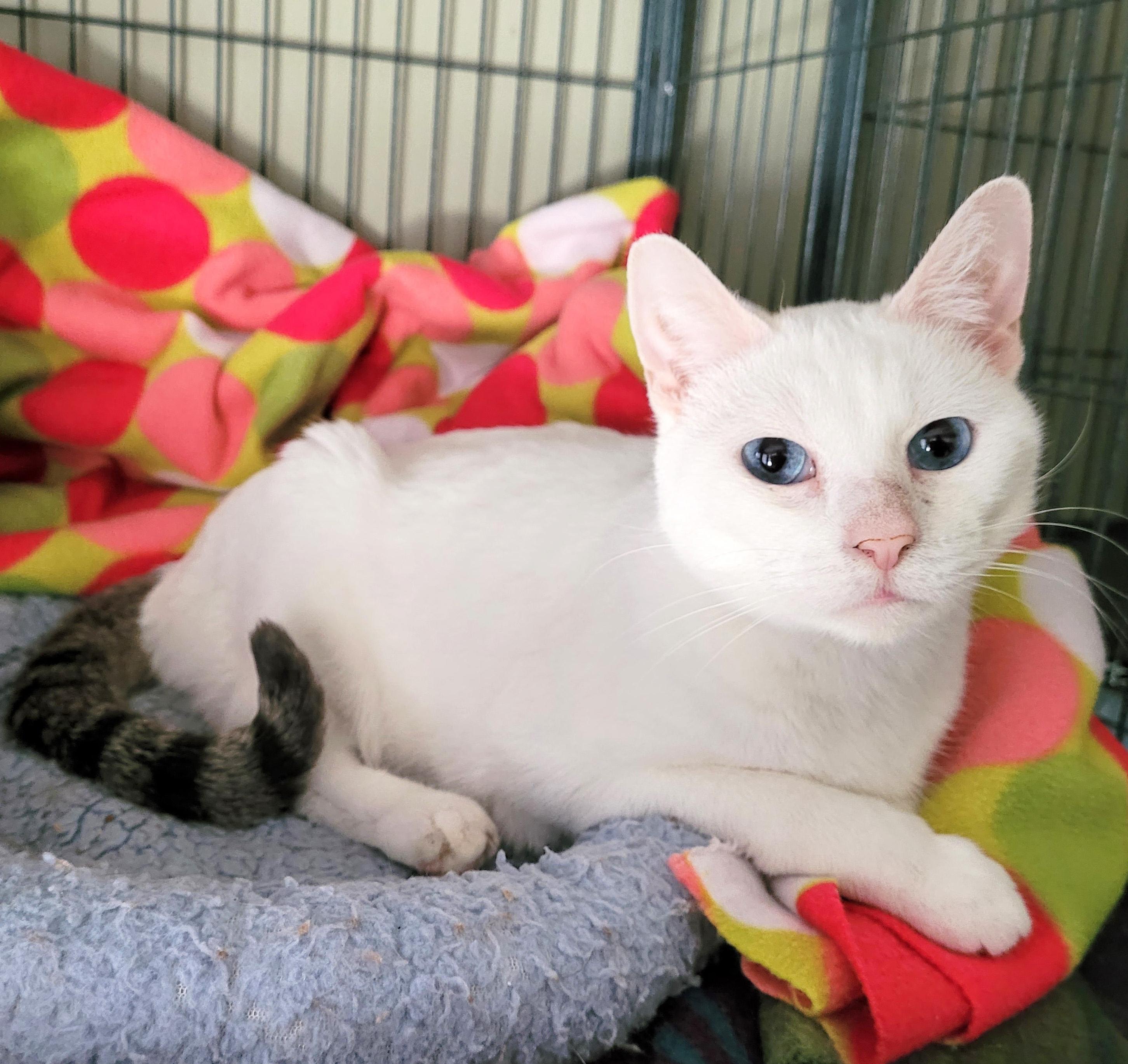 Enlarge Nemo and Dory, a ADOPTABLE Domestic Short Hair in Manhattan, KS image 2/4