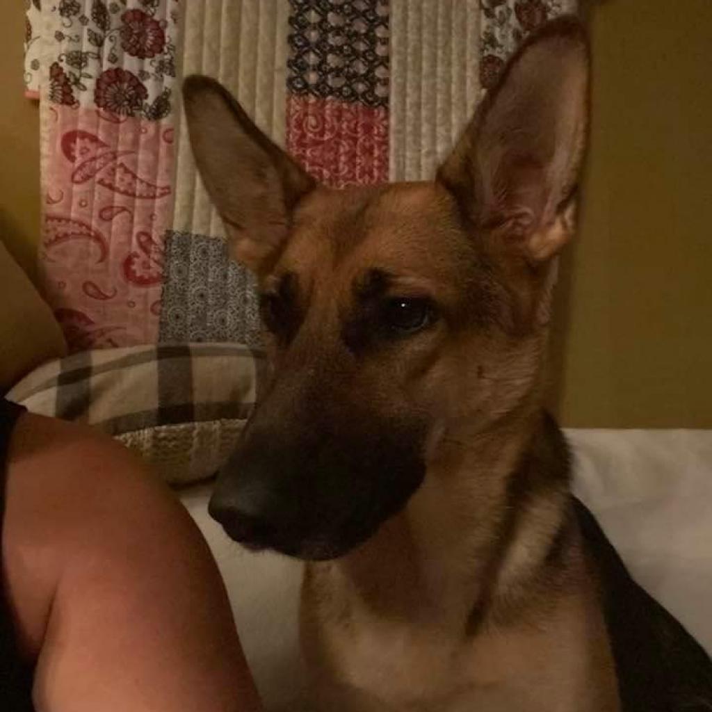 Enlarge Ava, a Adoptable German Shepherd Dog in Winchester, VA image 2/2