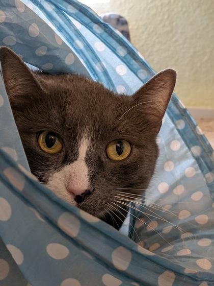 Jamie, Adoptable, Adult Male Domestic Short Hair & Domestic Short Hair.