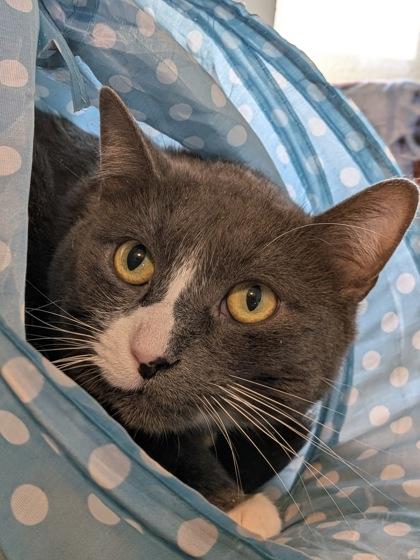 Jamie, Adoptable, Adult Male Domestic Short Hair & Domestic Short Hair.