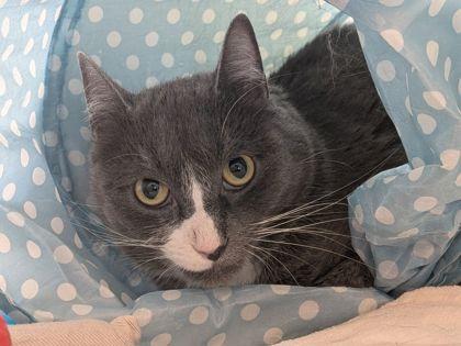 Jamie, Adoptable, Adult Male Domestic Short Hair & Domestic Short Hair.