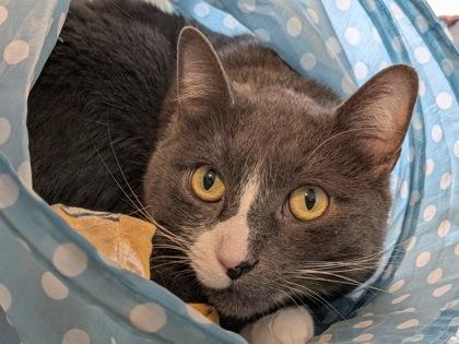 Jamie, Adoptable, Adult Male Domestic Short Hair & Domestic Short Hair.