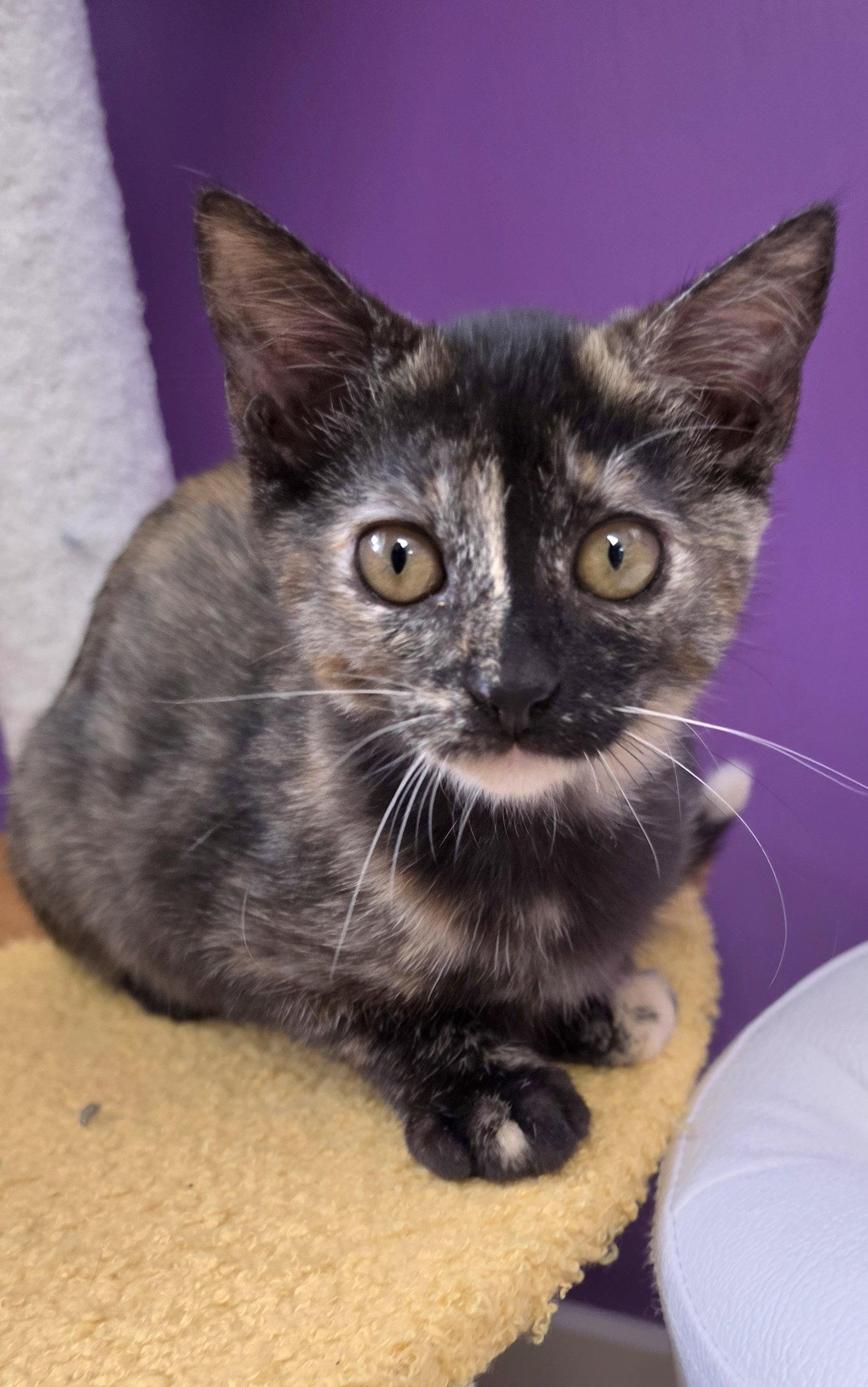 Raven, Adoptable, Young Female Tortoiseshell & Domestic Short Hair.