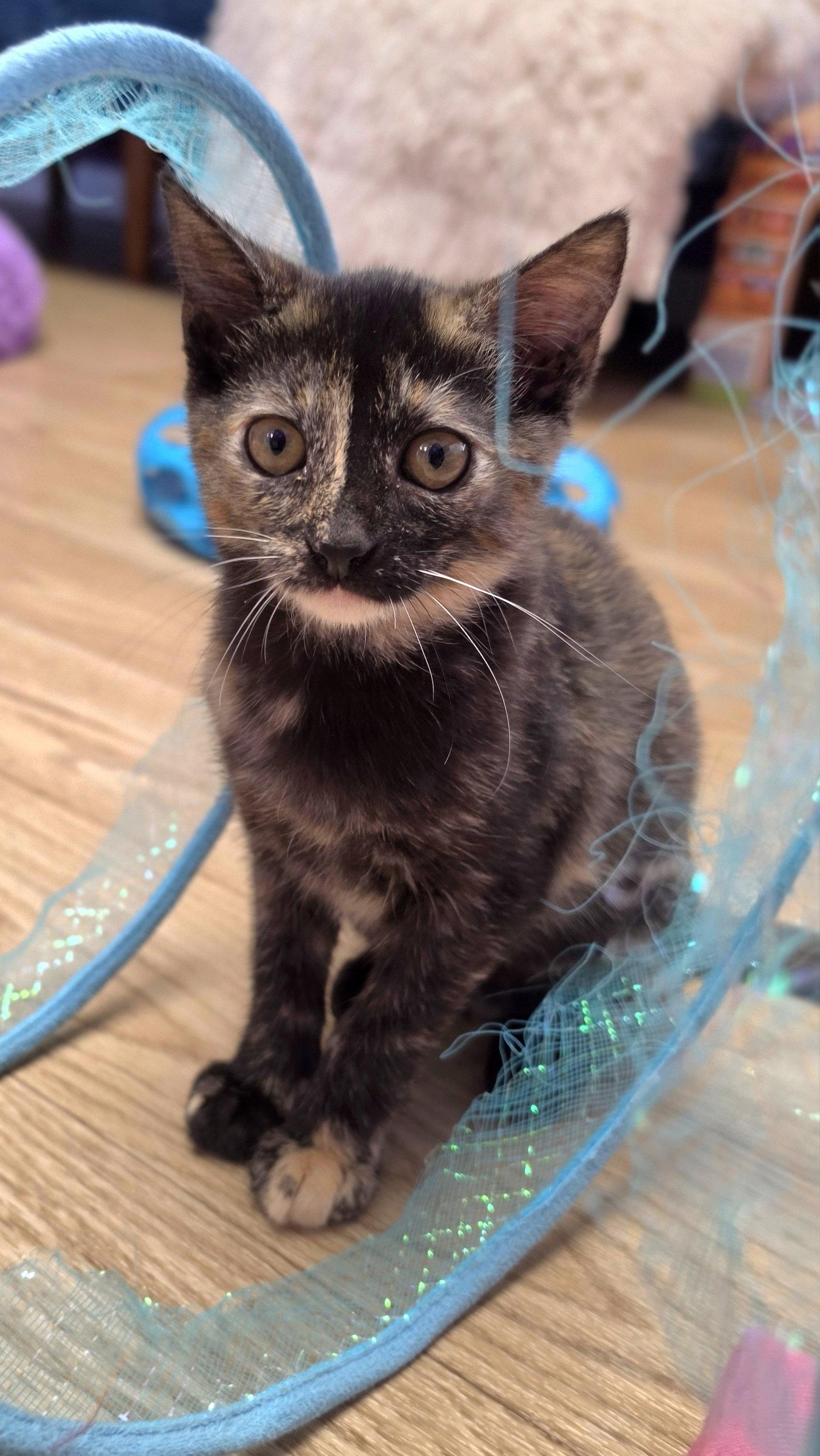 Enlarge Raven, a Adoptable mixed breed in Campbell, CA image 2/3